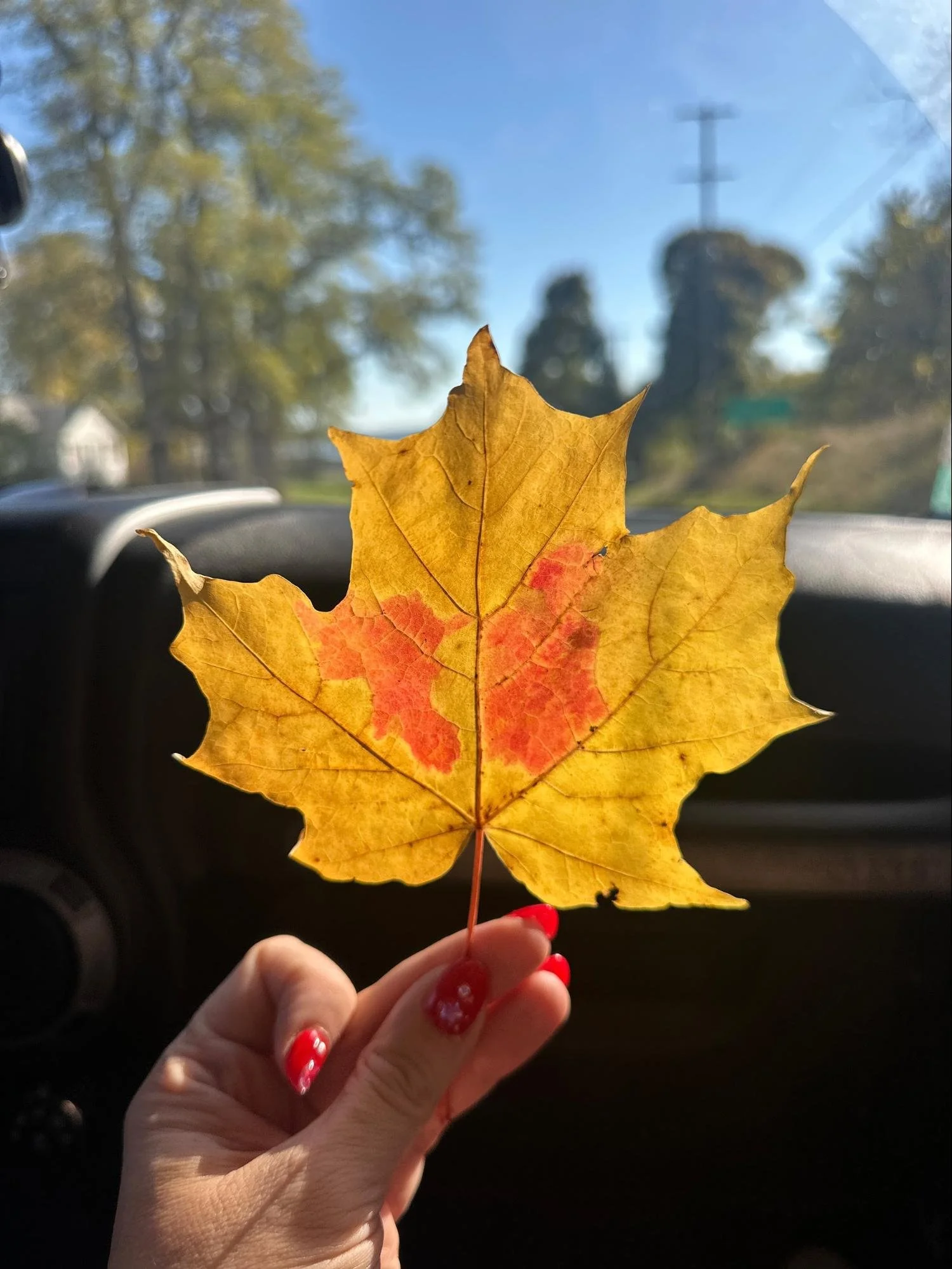 A person with red nail polish holding a yellow and red autumn leaf inside a car with a blurred outdoor scene and power lines in the background.