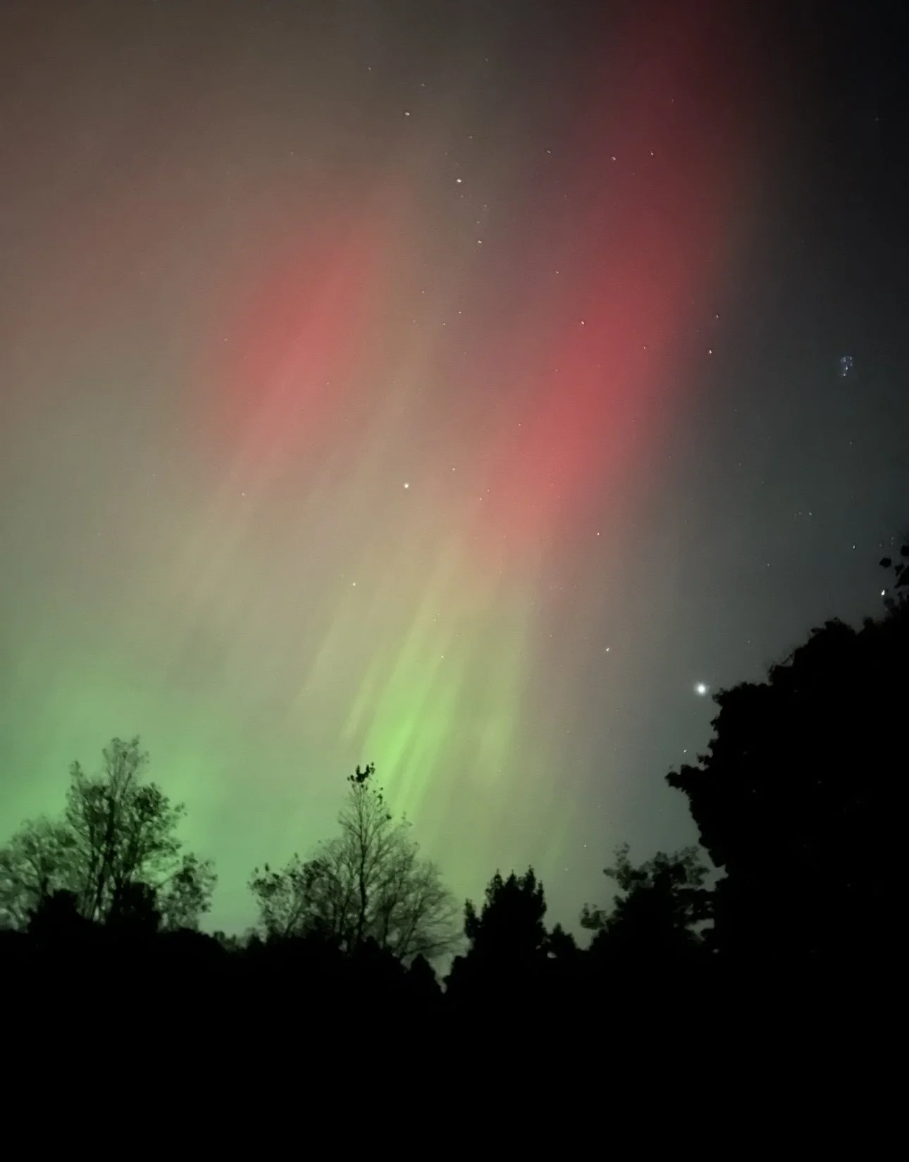 Night sky with colorful aurora borealis and scattered stars above silhouetted trees.