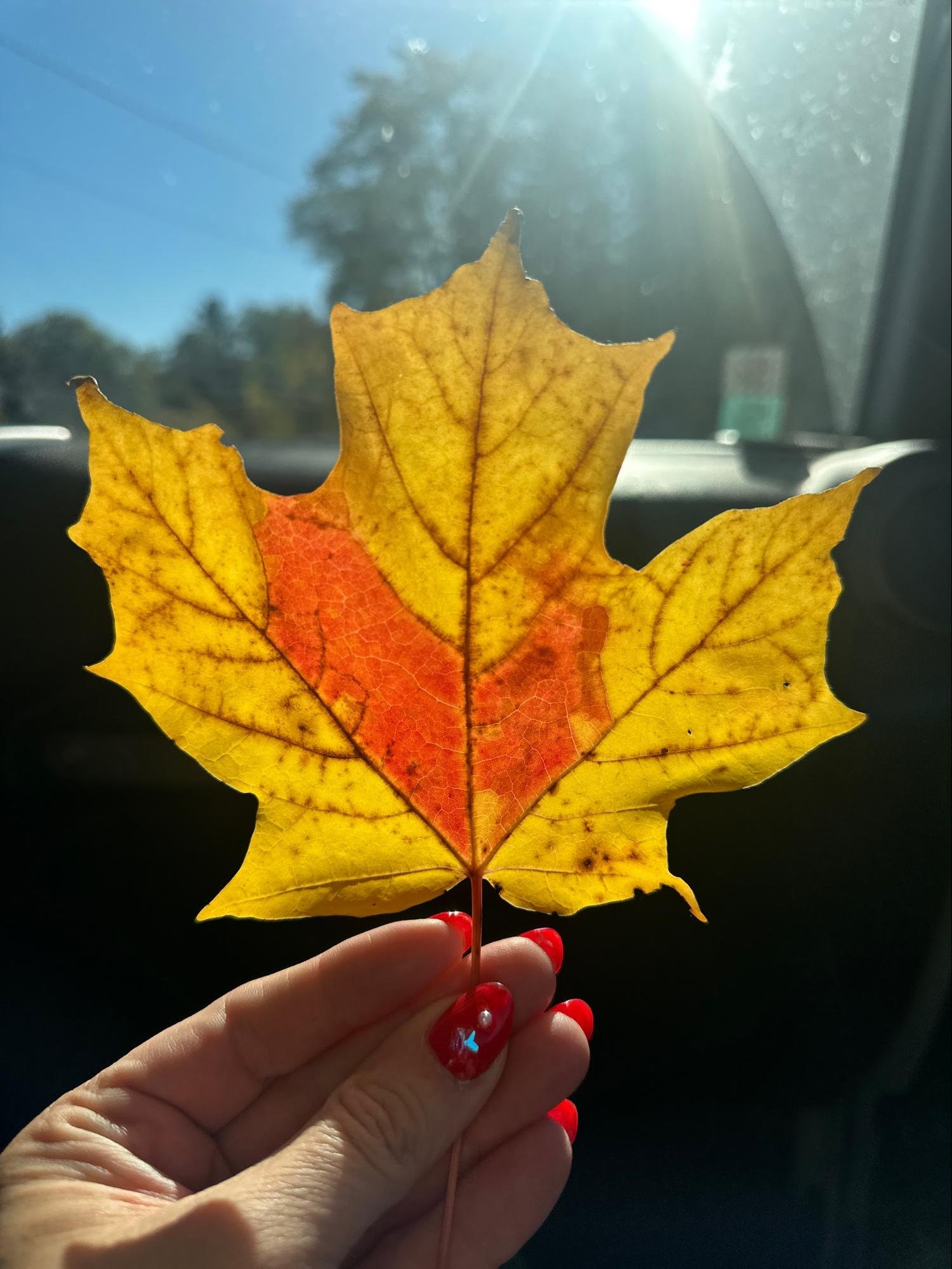 A hand with red-polished nails holding a yellow and orange autumn leaf in front of a bright sunlit sky, with trees visible in the blurred background.