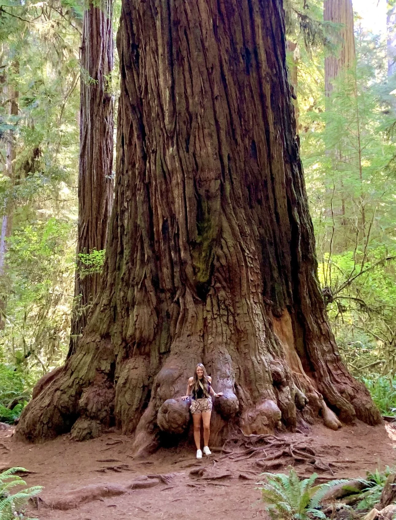 A woman standing at the base of a massive, ancient redwood tree in a forest, with green foliage surrounding her.