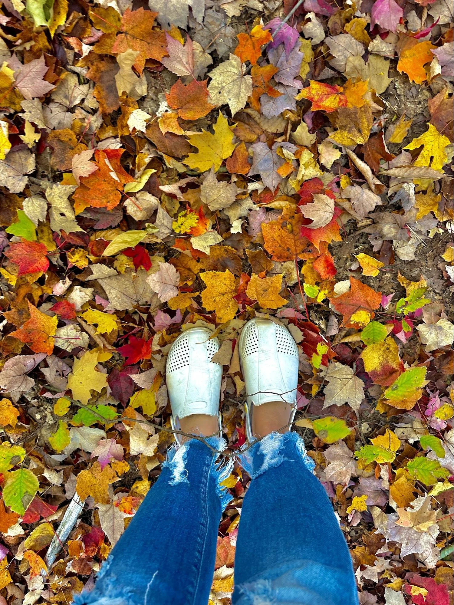 A person wearing white sneakers and ripped blue jeans standing on a ground covered with colorful fallen fall leaves.