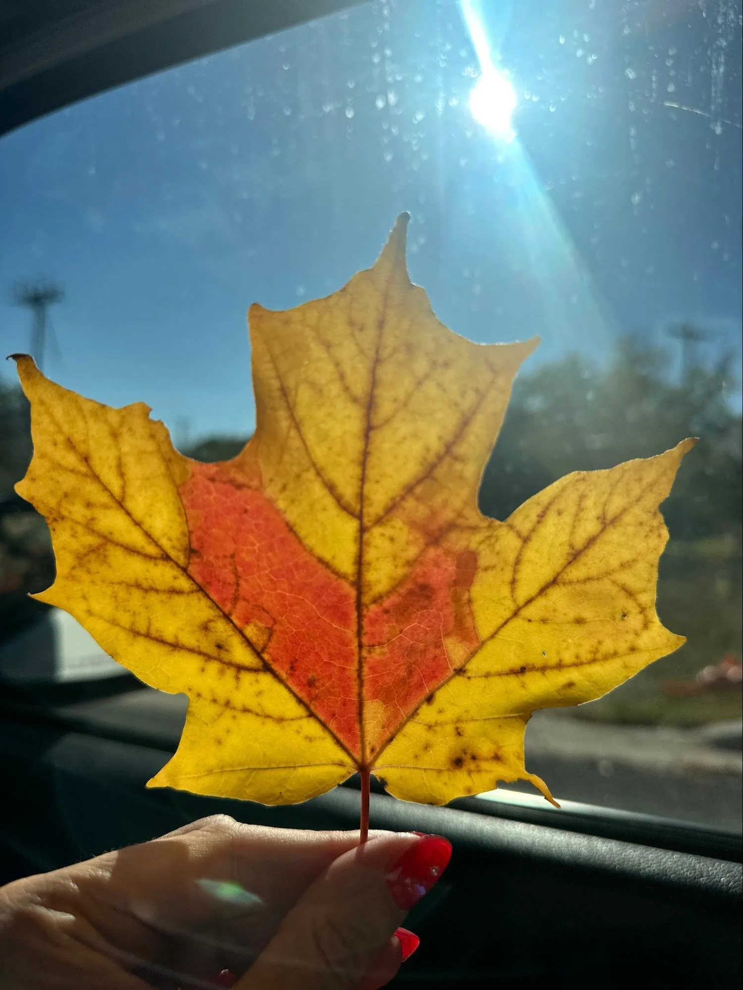 Person holding a colorful autumn leaf with sunlight shining through it, seen from inside a vehicle.