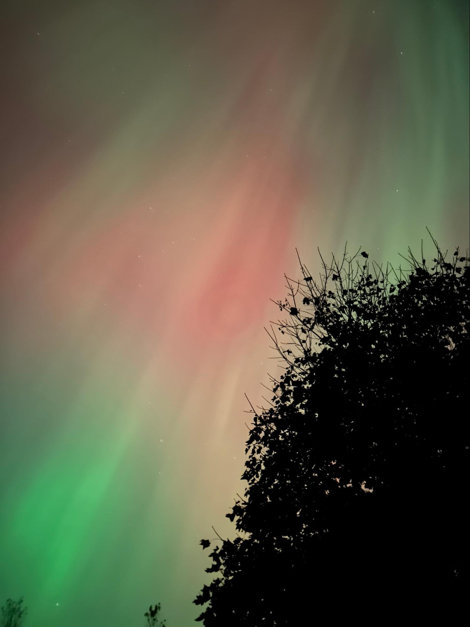 Night sky illuminated with northern lights in green and red hues with silhouette of tree branches in foreground.