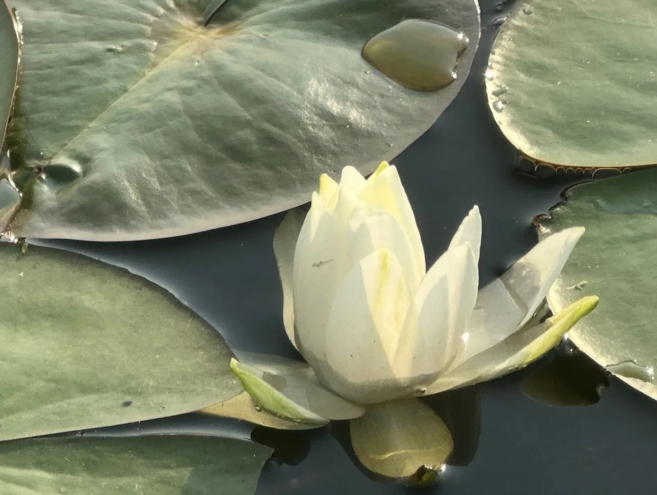 A white water lily flower blooming among green lily pads on a pond surface.