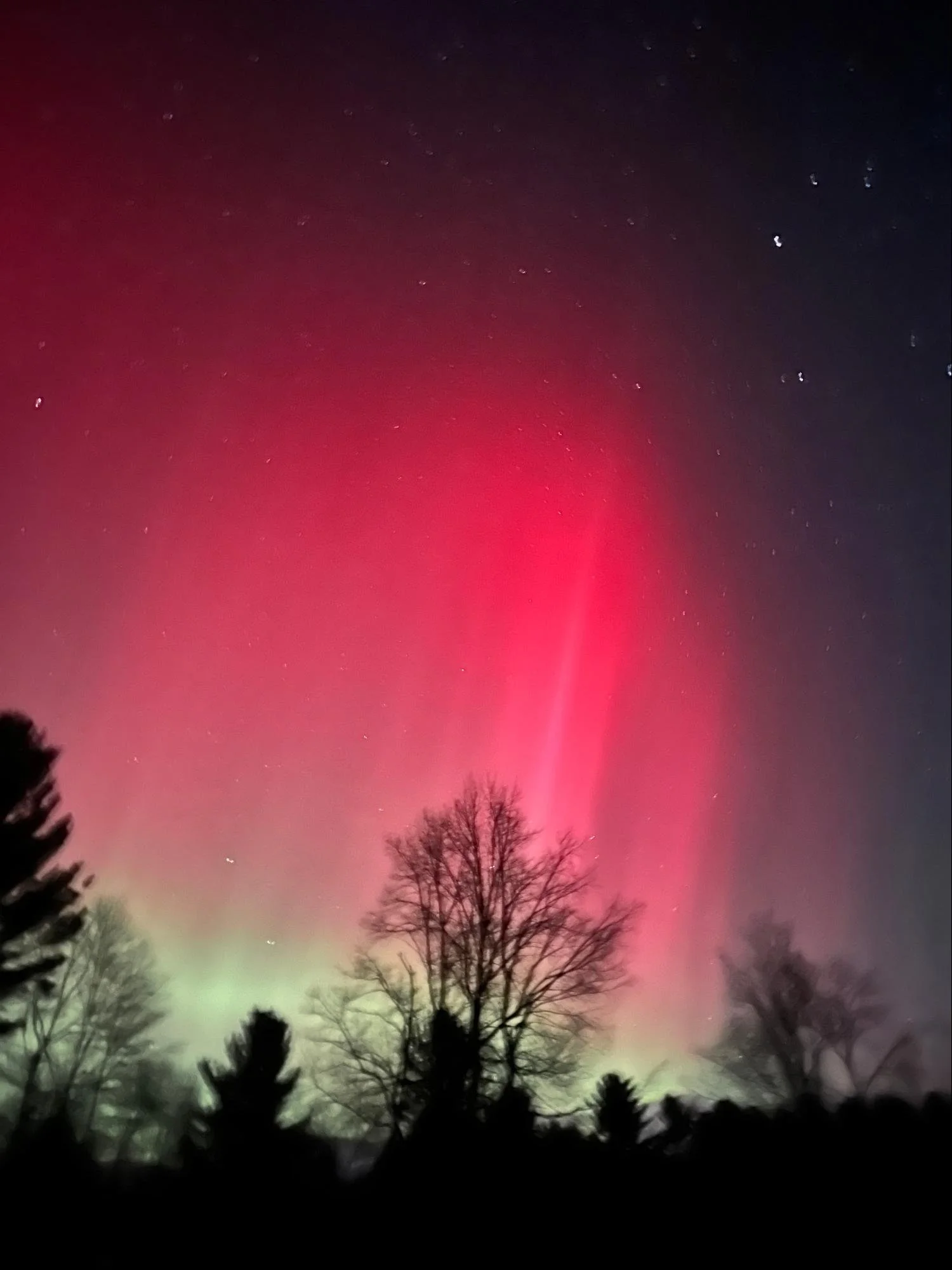 Night sky with stars and a red lens flare, silhouettes of trees and branches at the bottom of the image.