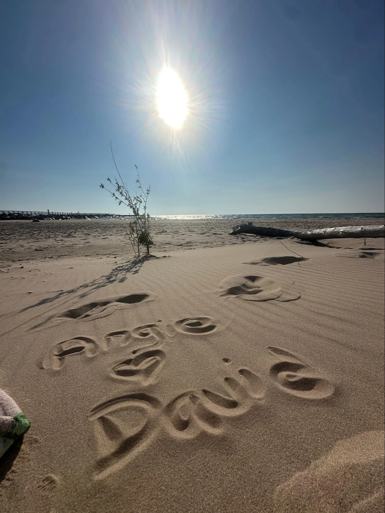 Footprints in the sand leading to the water's edge at a beach, a small tree and a piece of driftwood on the sand, bright sun shining in a clear blue sky.