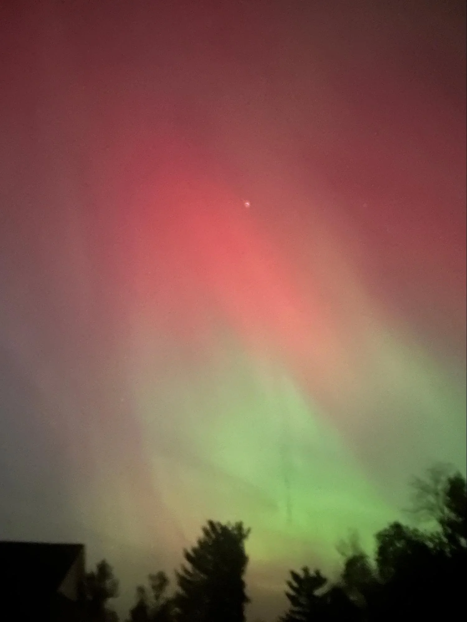 Night sky illuminated by colorful Northern Lights with silhouettes of trees at the bottom.