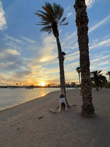 A beach scene at sunset with palm trees and a dog standing on its hind legs, leaning against a palm tree.