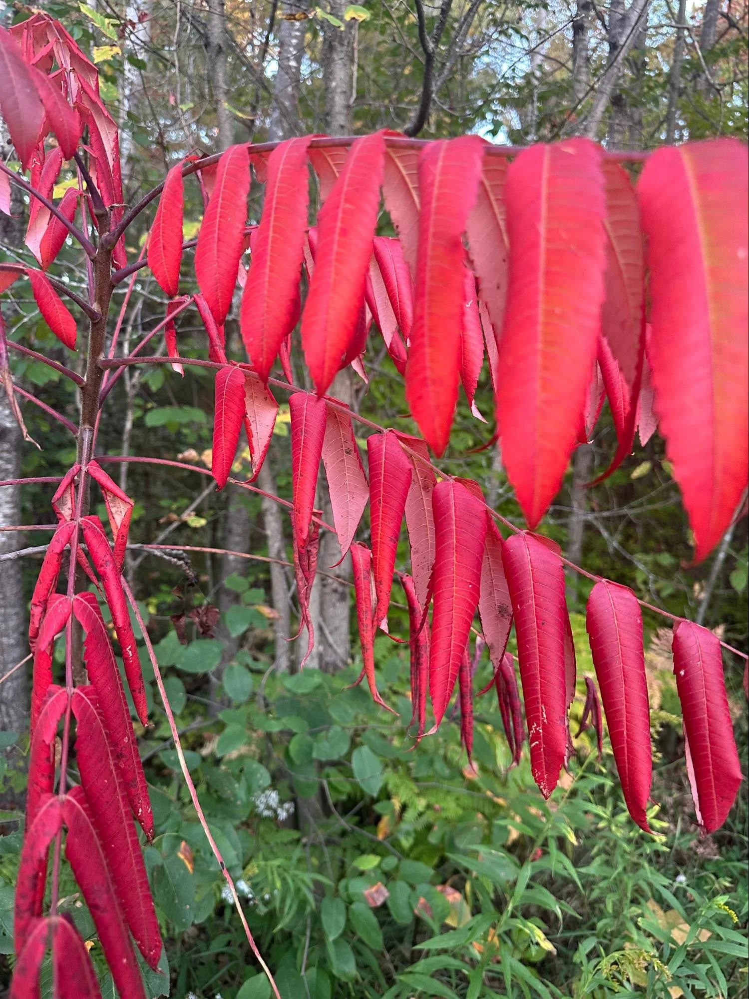 Close-up of bright red leaves on a tree with blurred green foliage and trees in the background.