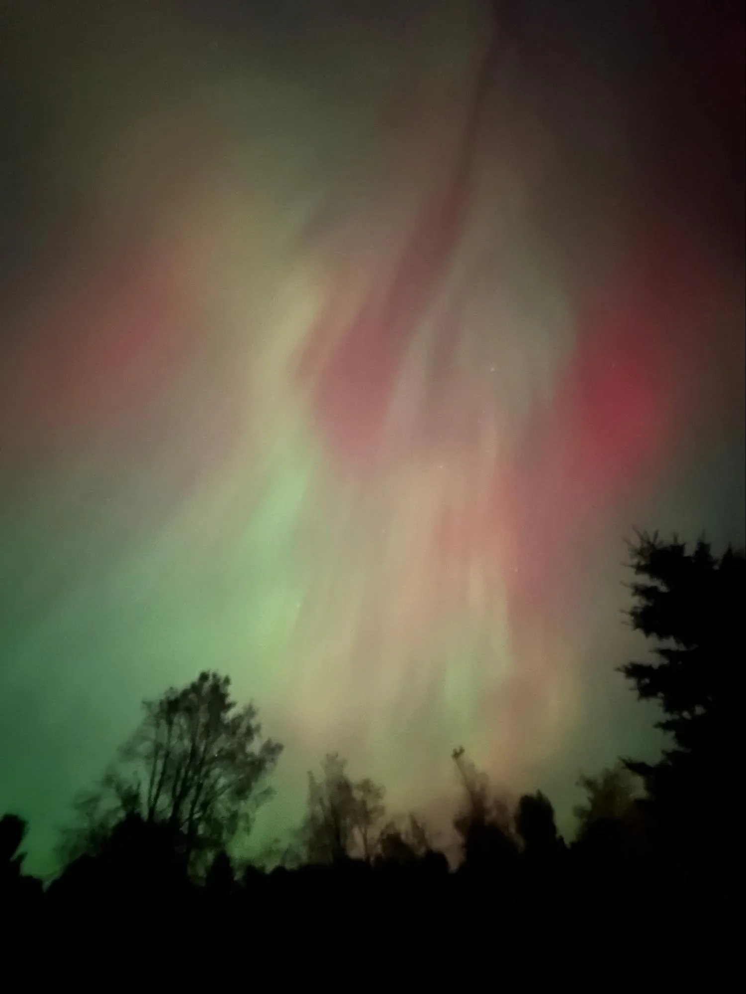 Nighttime sky illuminated by the Northern Lights with visible trees and silhouettes of tall pine trees in the foreground.