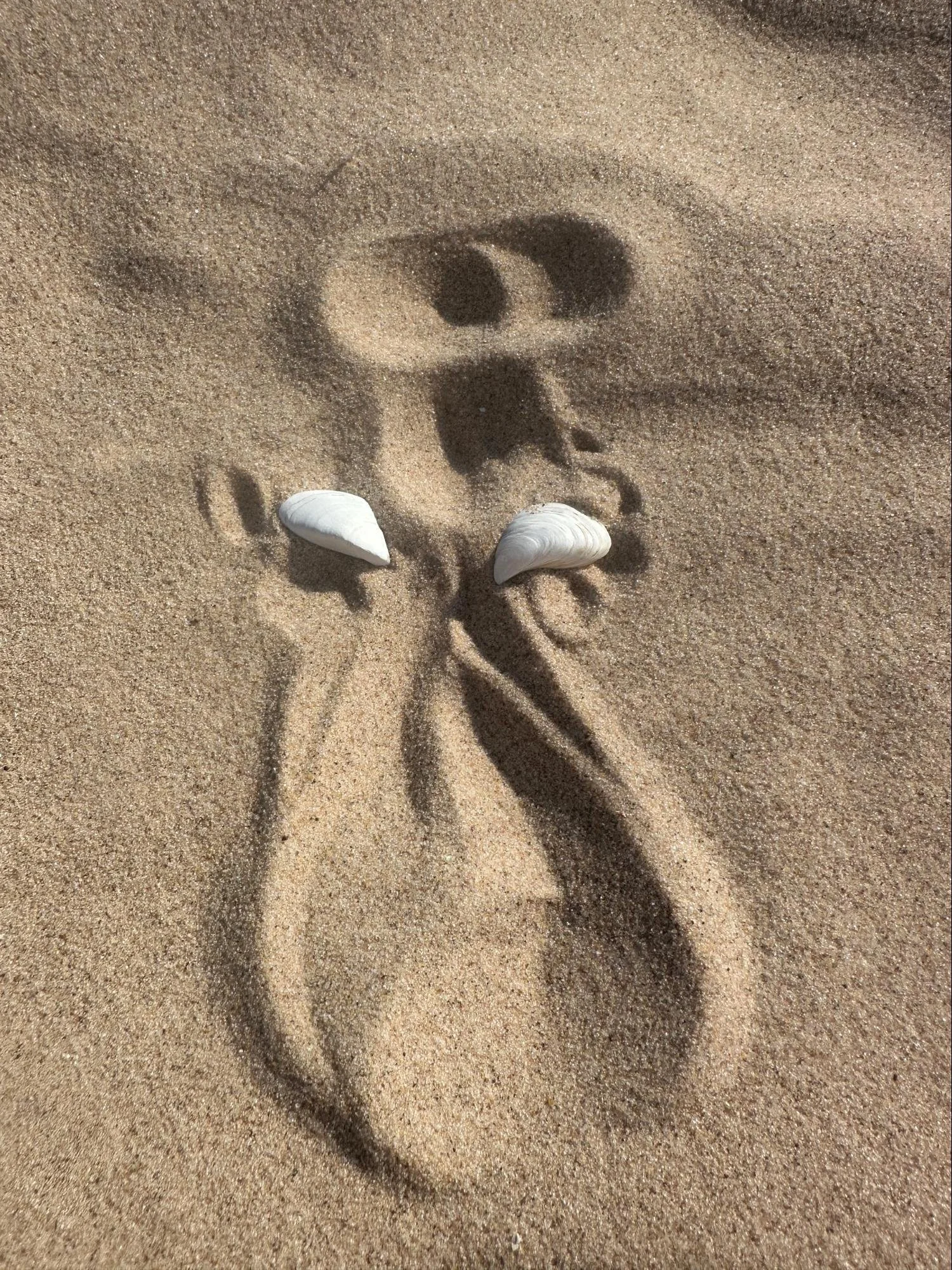 Footprints and two seashells on sandy beach with shadow of a person taking the photo.