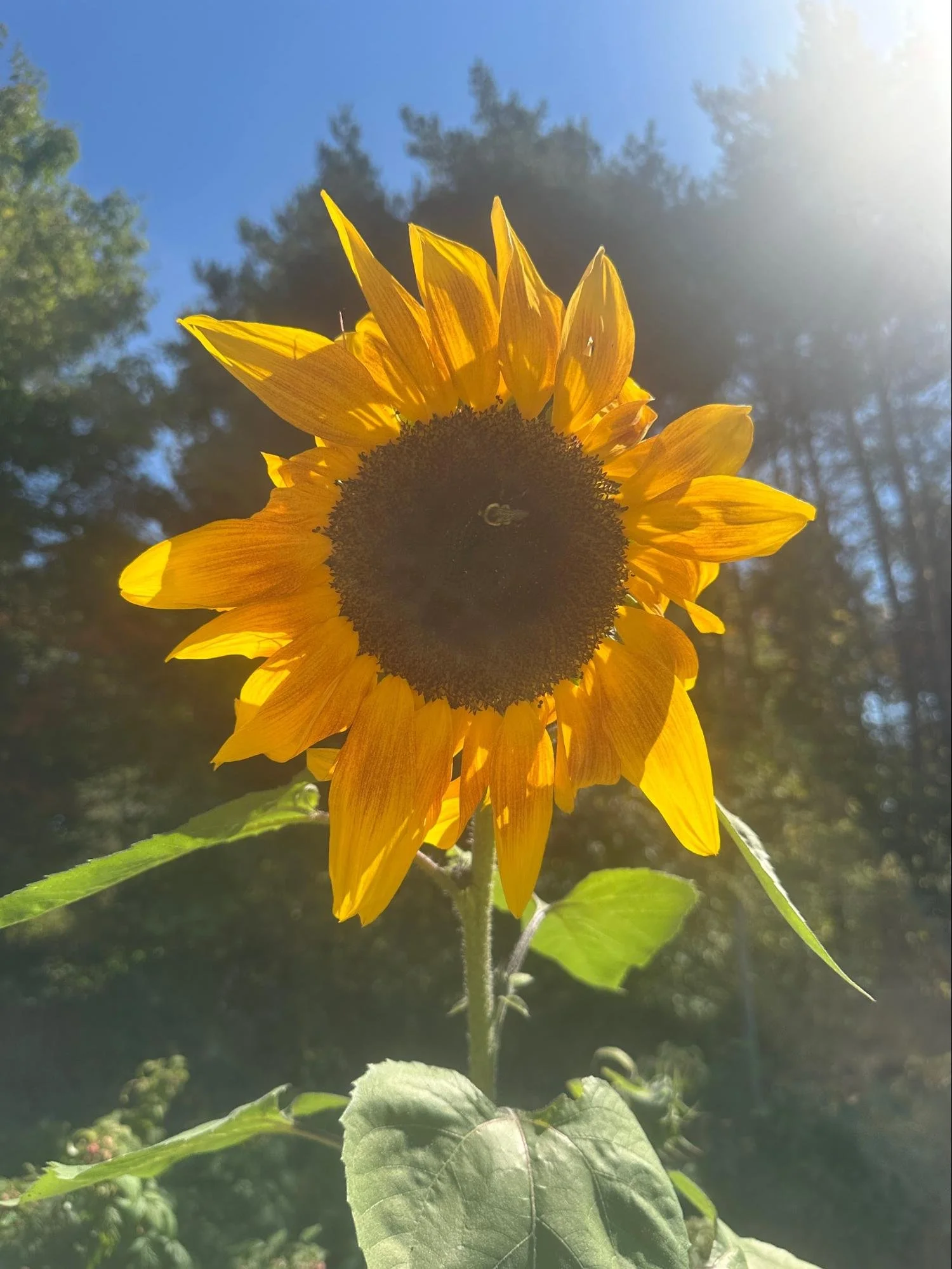 A bright yellow sunflower with green leaves, set against a background of a blue sky and trees, with sunlight shining from the top right corner.
