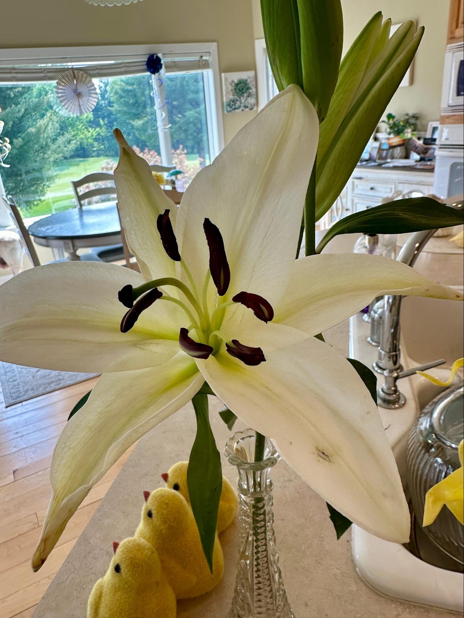 Close-up of a white lily flower with dark stamens and green buds in a glass vase, in a kitchen with a window in the background.