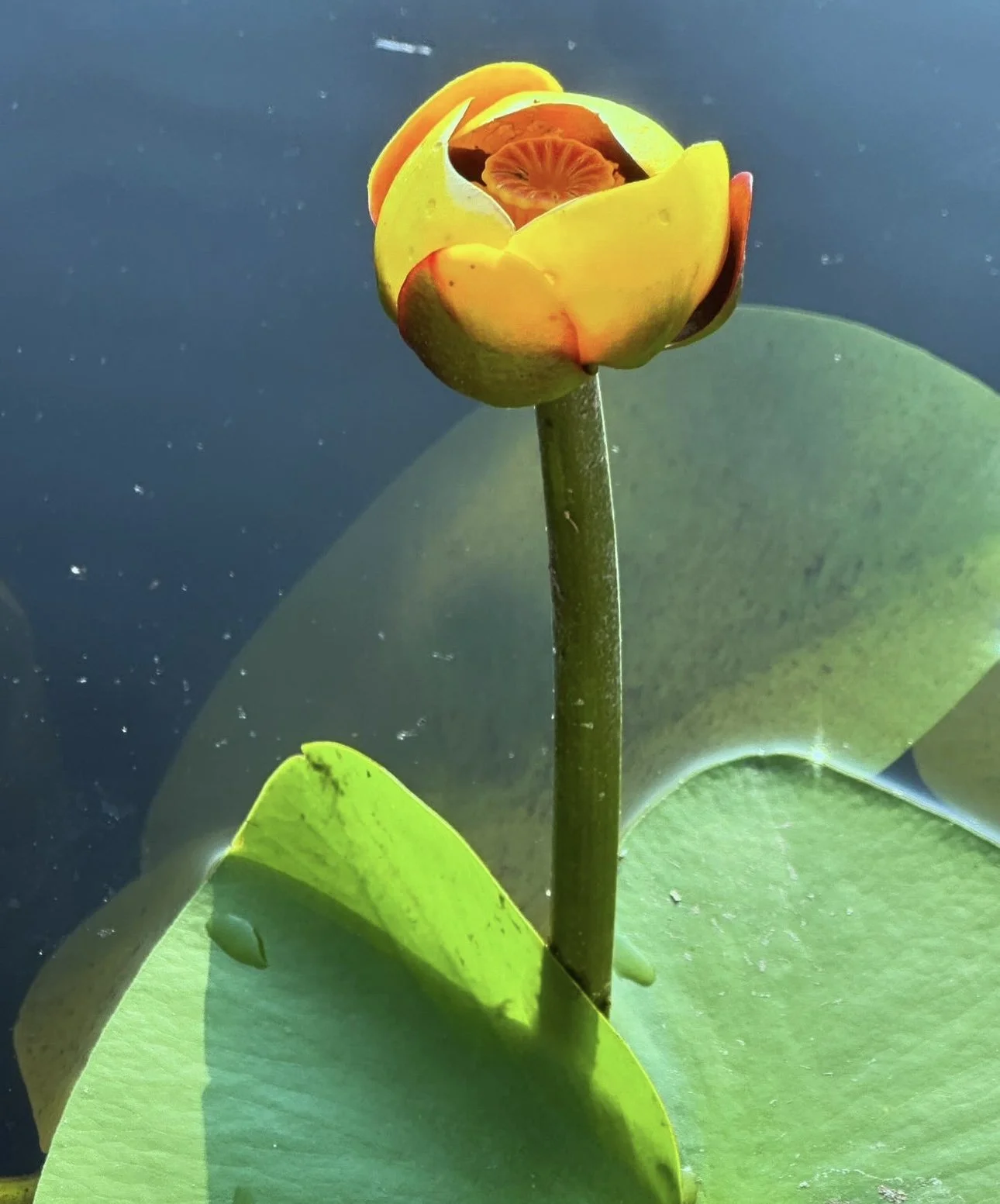 A blooming water lily flower with yellow petals and an orange center, floating on a pond with large green lily pads.