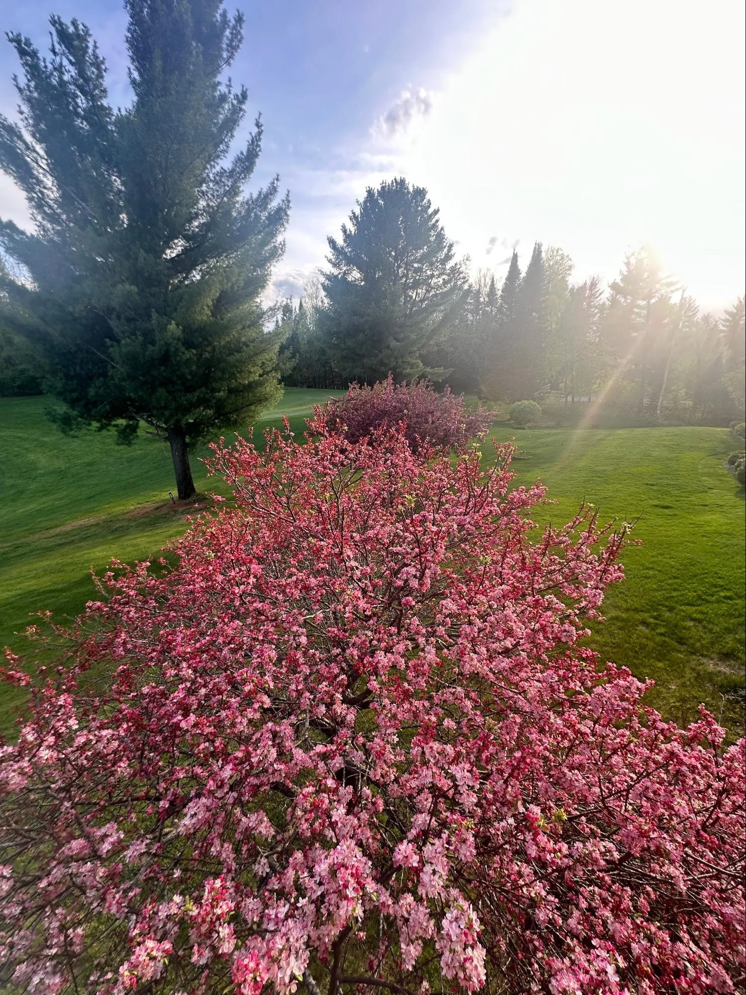 A flowering pink and white tree in a lush green park with tall pine trees in the background and the sun shining brightly.
