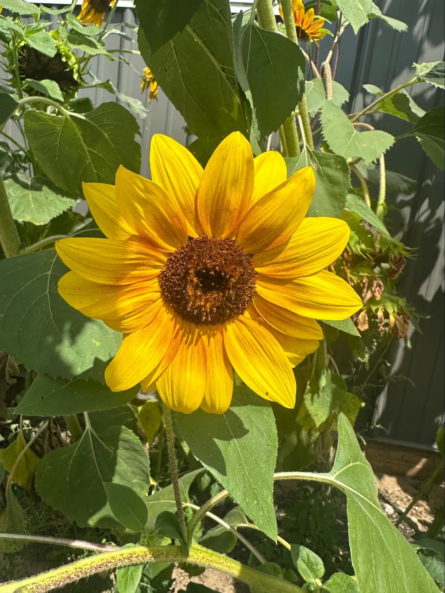 Close-up of a blooming yellow sunflower with green leaves in the background.