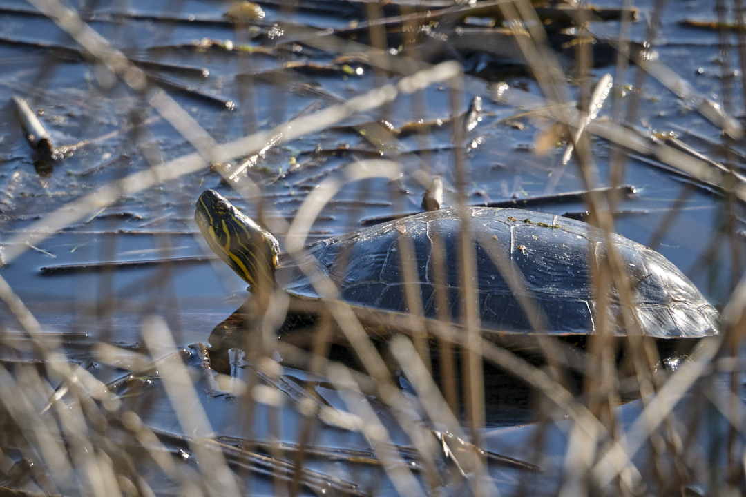 Image of Painted Turtle in pond.