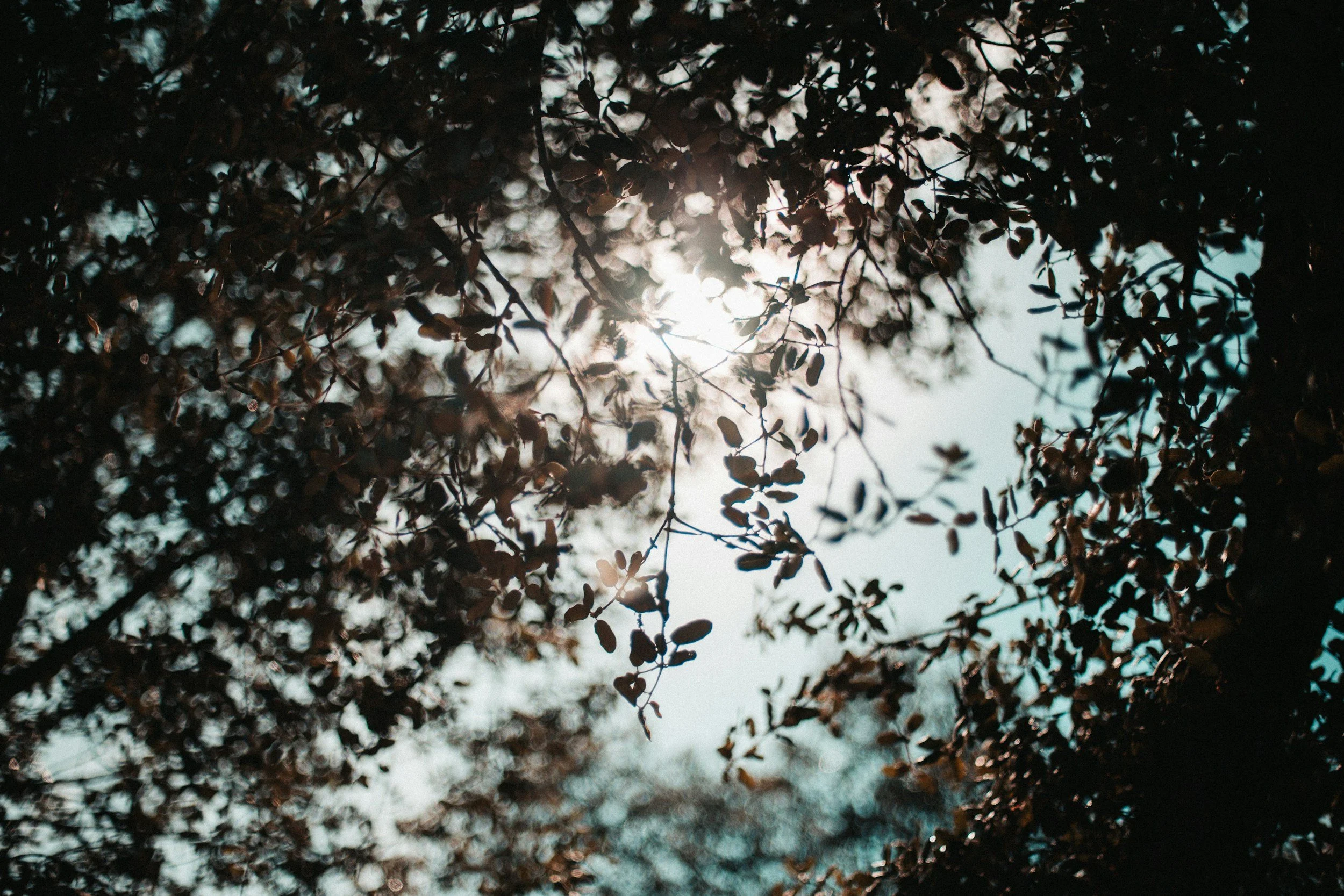 Sunlight filters through tree branches and leaves against a bright sky.