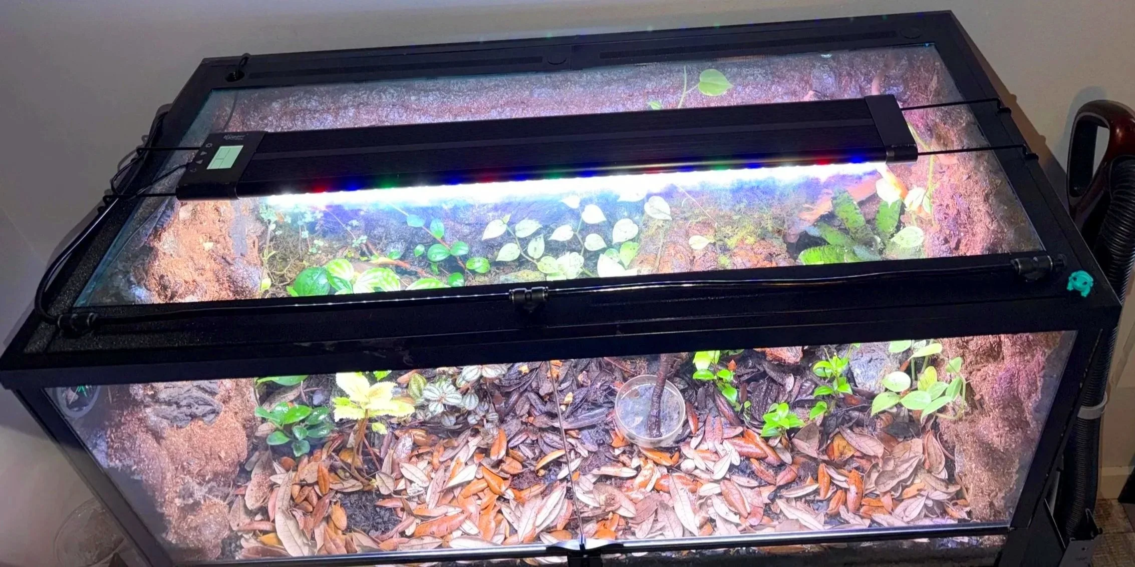 TV36 lid on Thrive tank