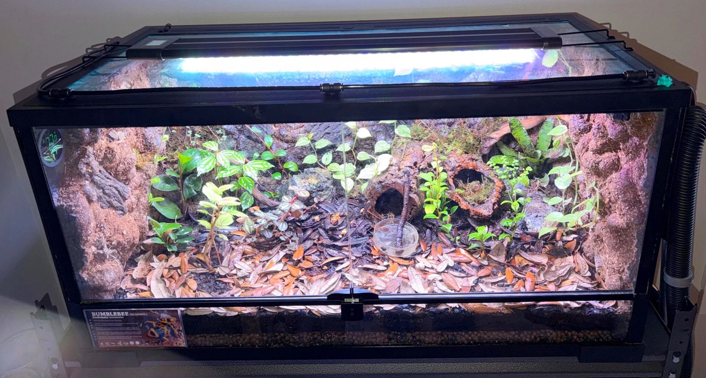 TV36 lid on Thrive tank