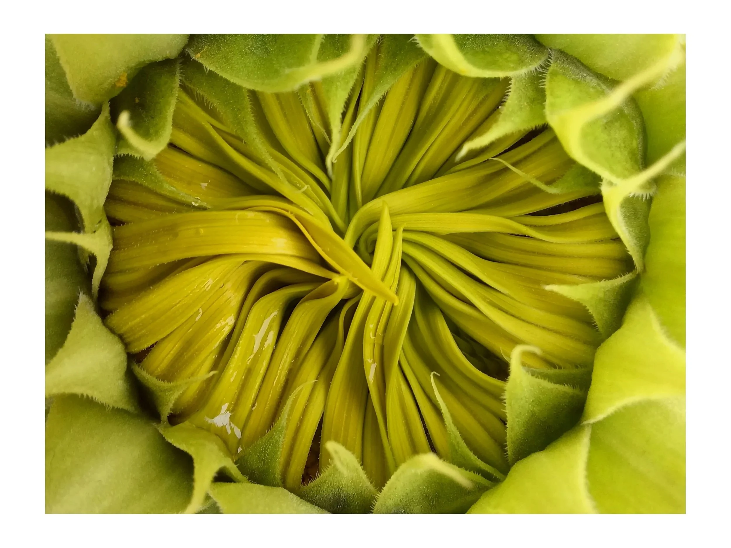 Ongoing Facilitation Retainer