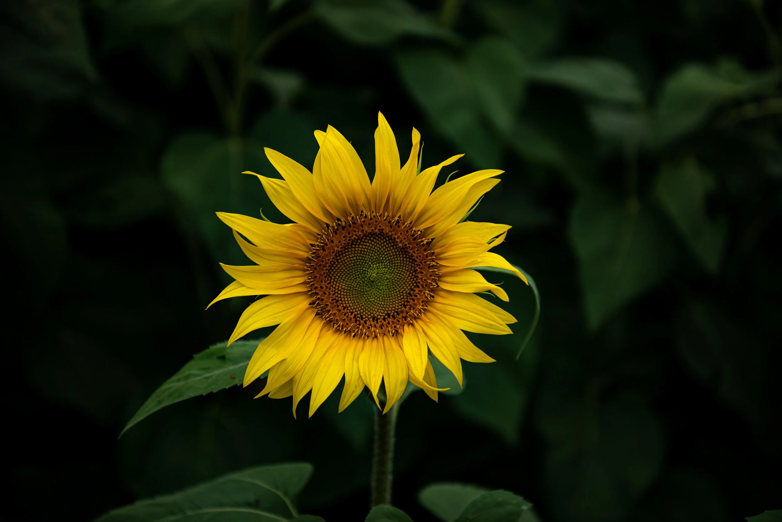 Conflict Resolution or Strategic Alignment Package