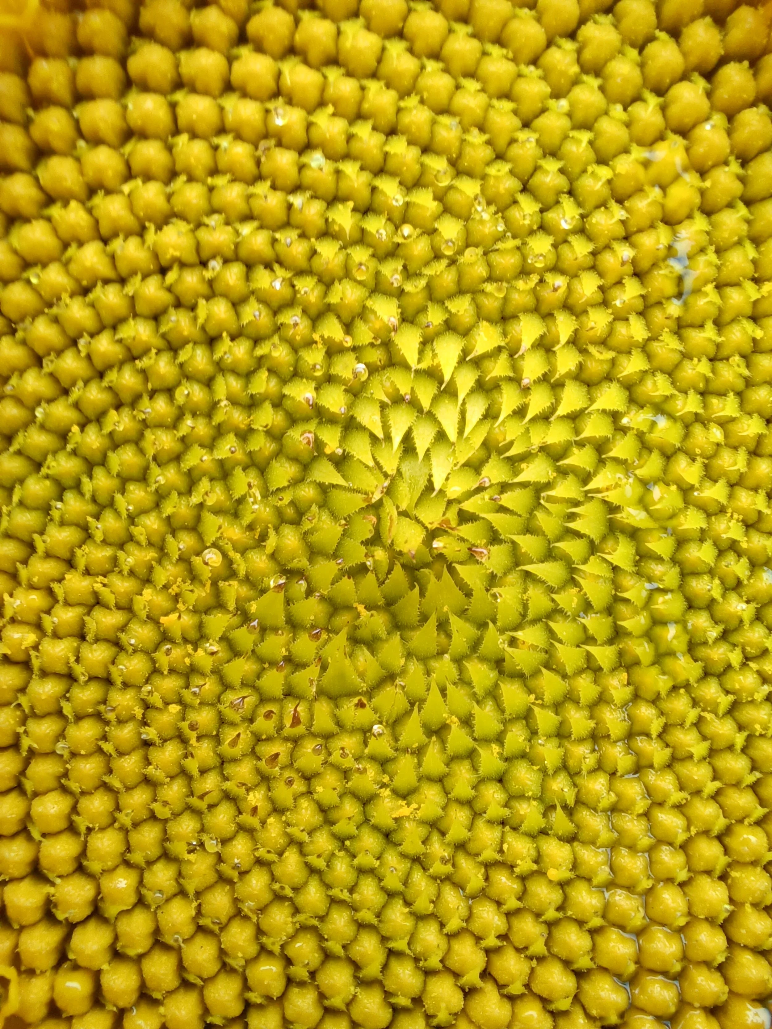 Rapid Response Facilitation