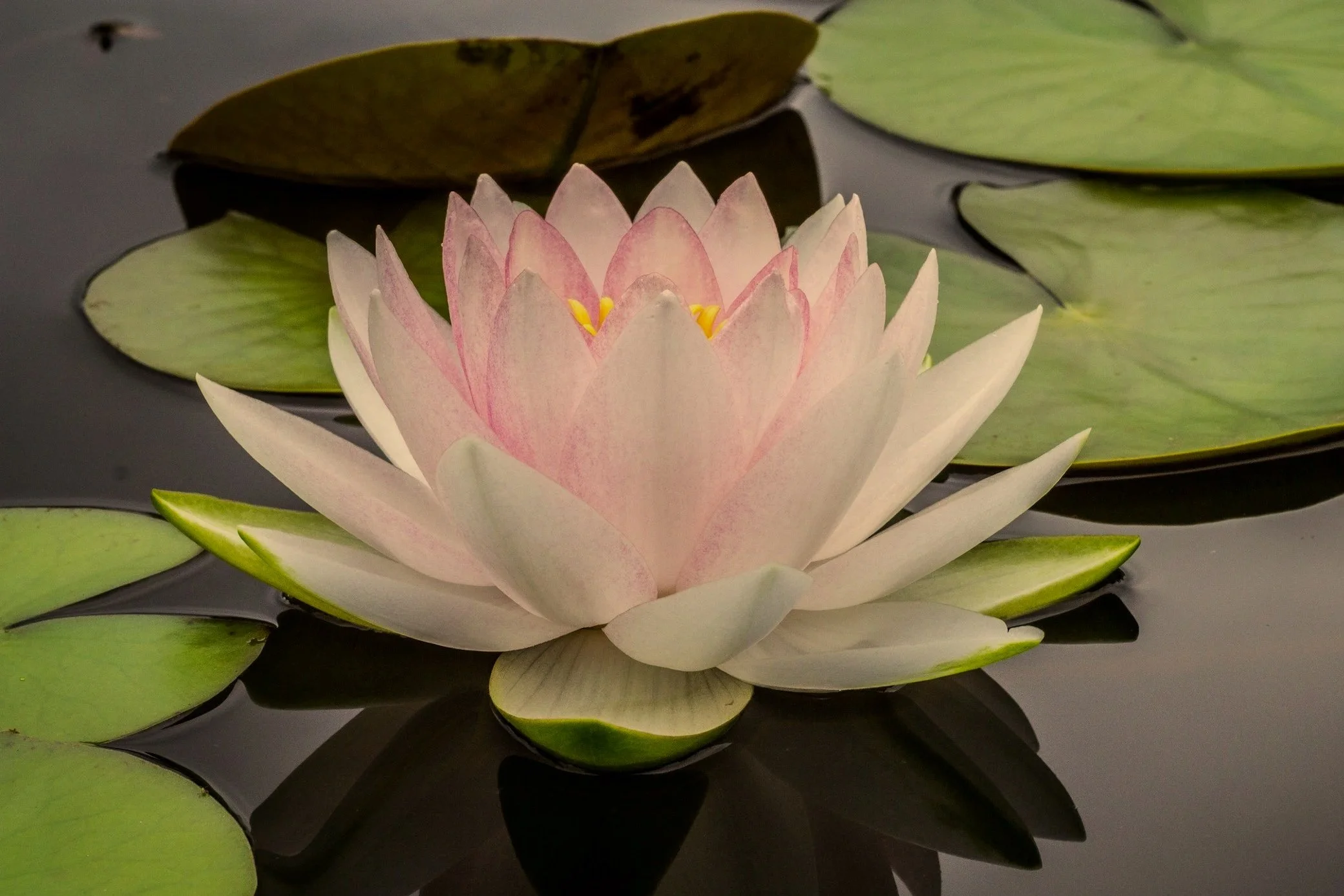A pink water lily flower floating on dark water surrounded by green lily pads.