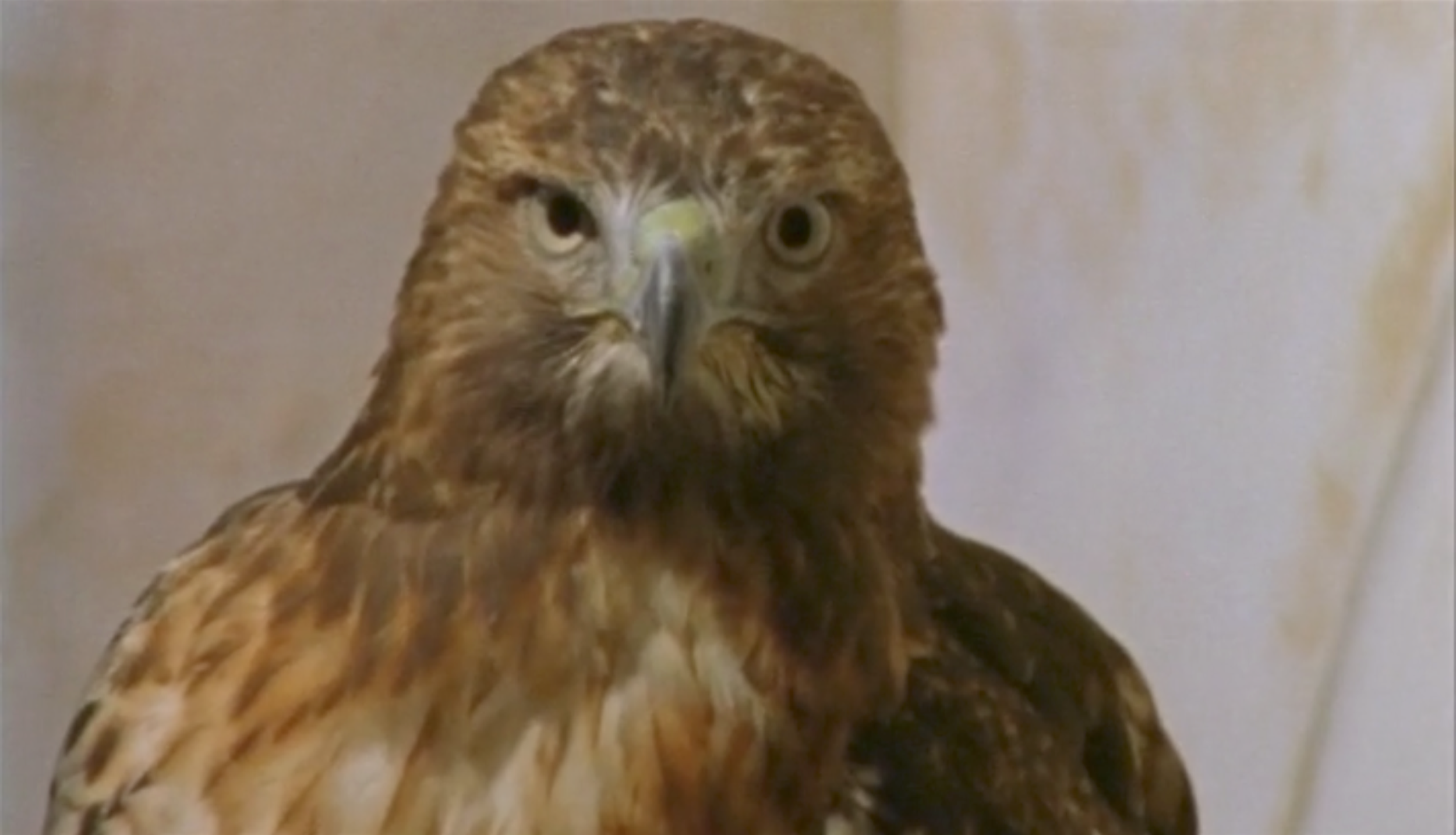 Mister Hawk | MAX (2022)