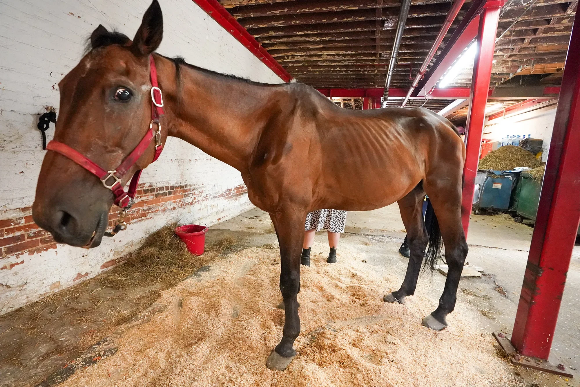 A brown horse with a red halter standing in a stable, next to a pile of hay and a red water bucket.