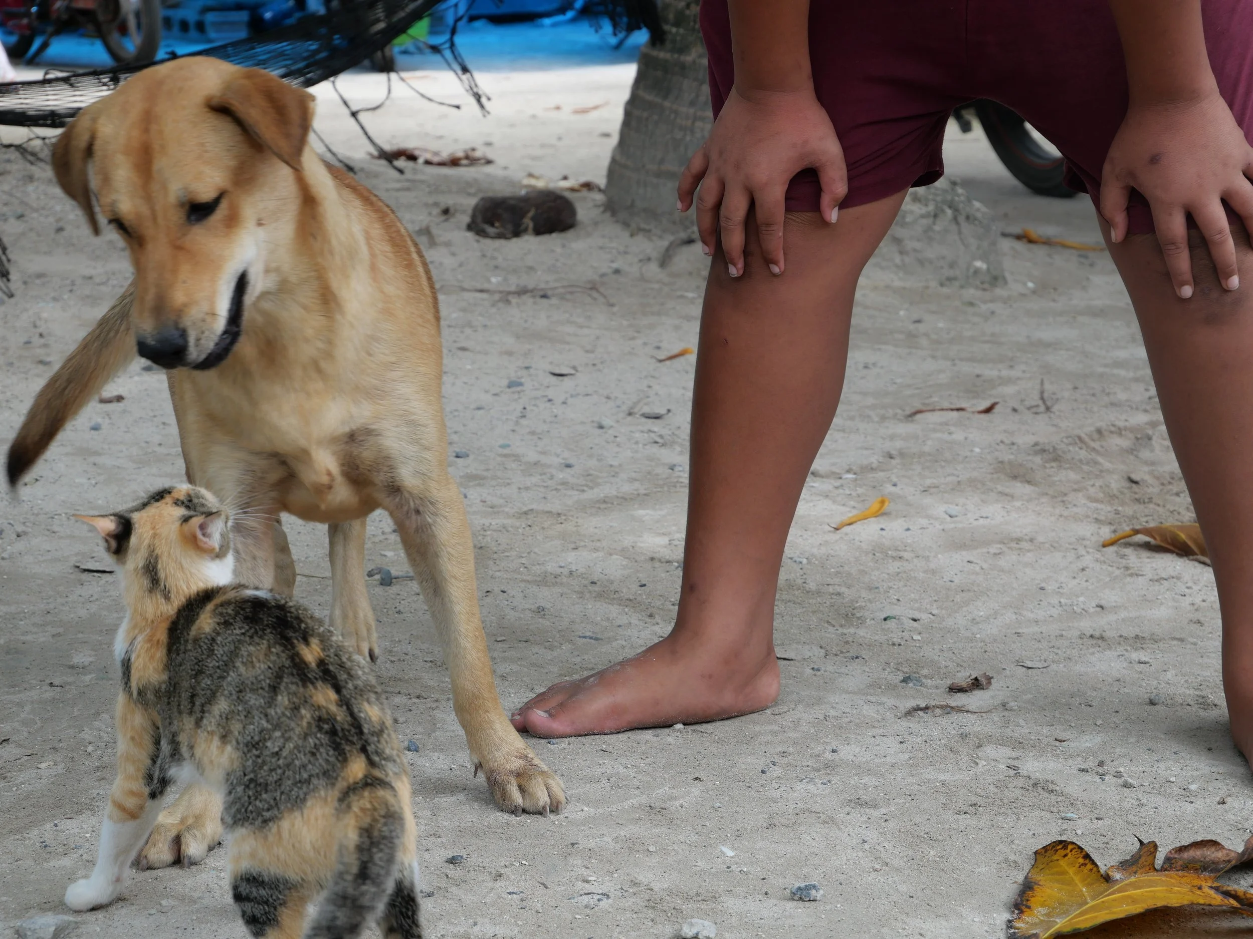 The Shared Ground Project Tuvalu