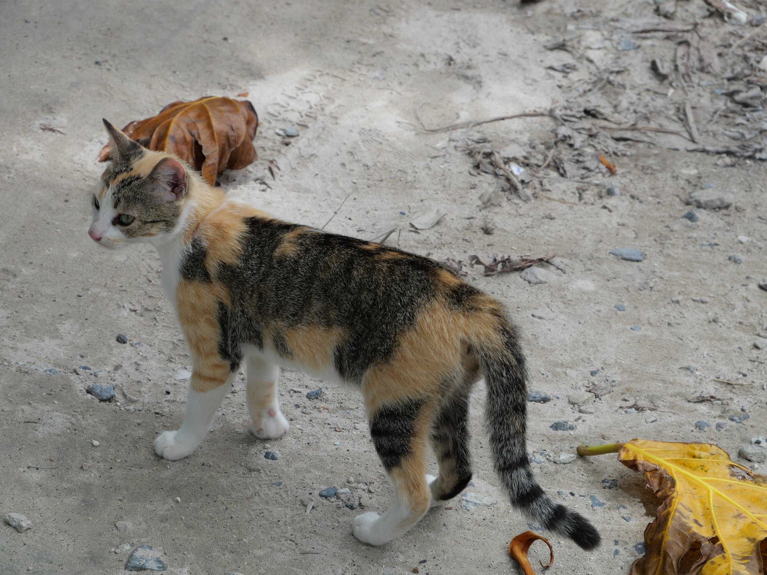 The Shared Ground Project Tuvalu