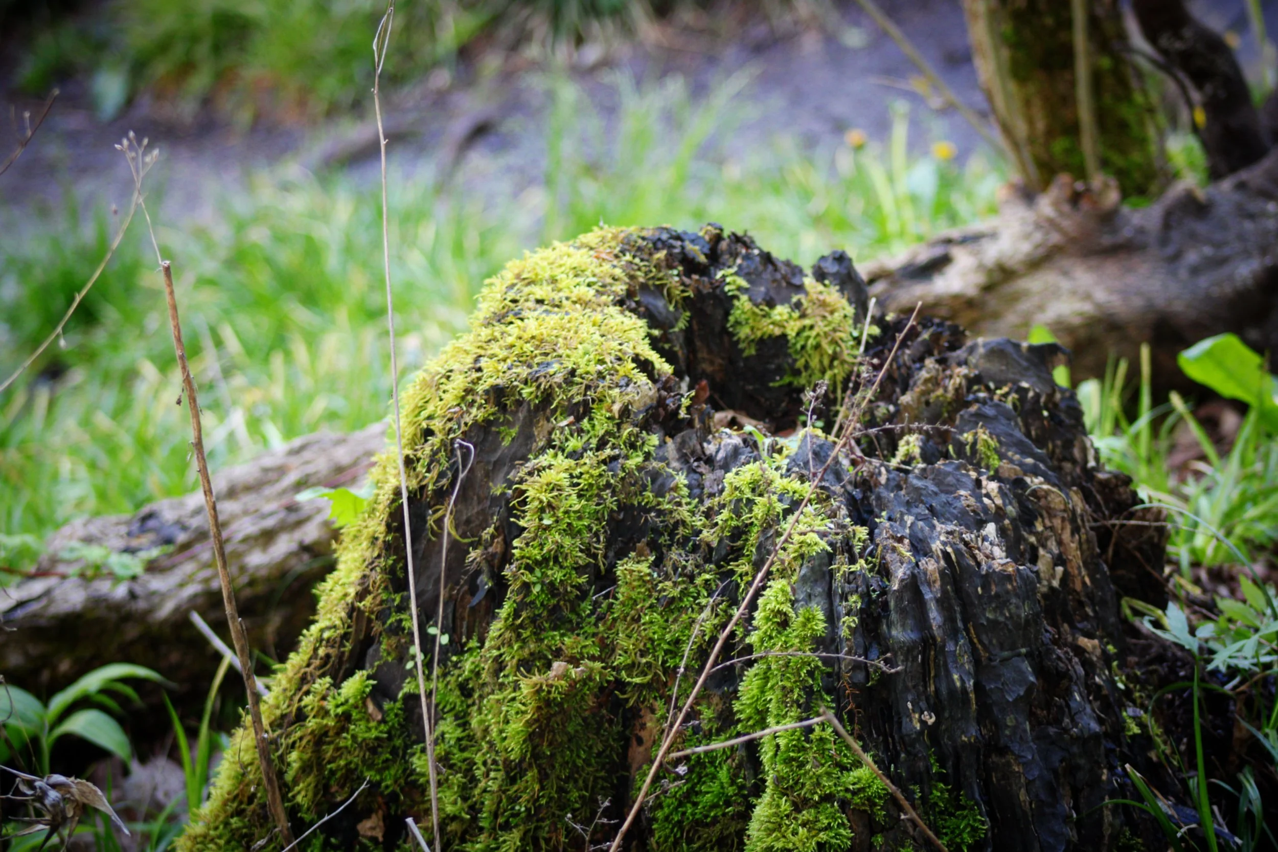 Chittenango Falls - Chitenango, NY