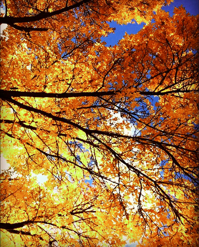 SUNY Poly Cayan Library - Utica, NY