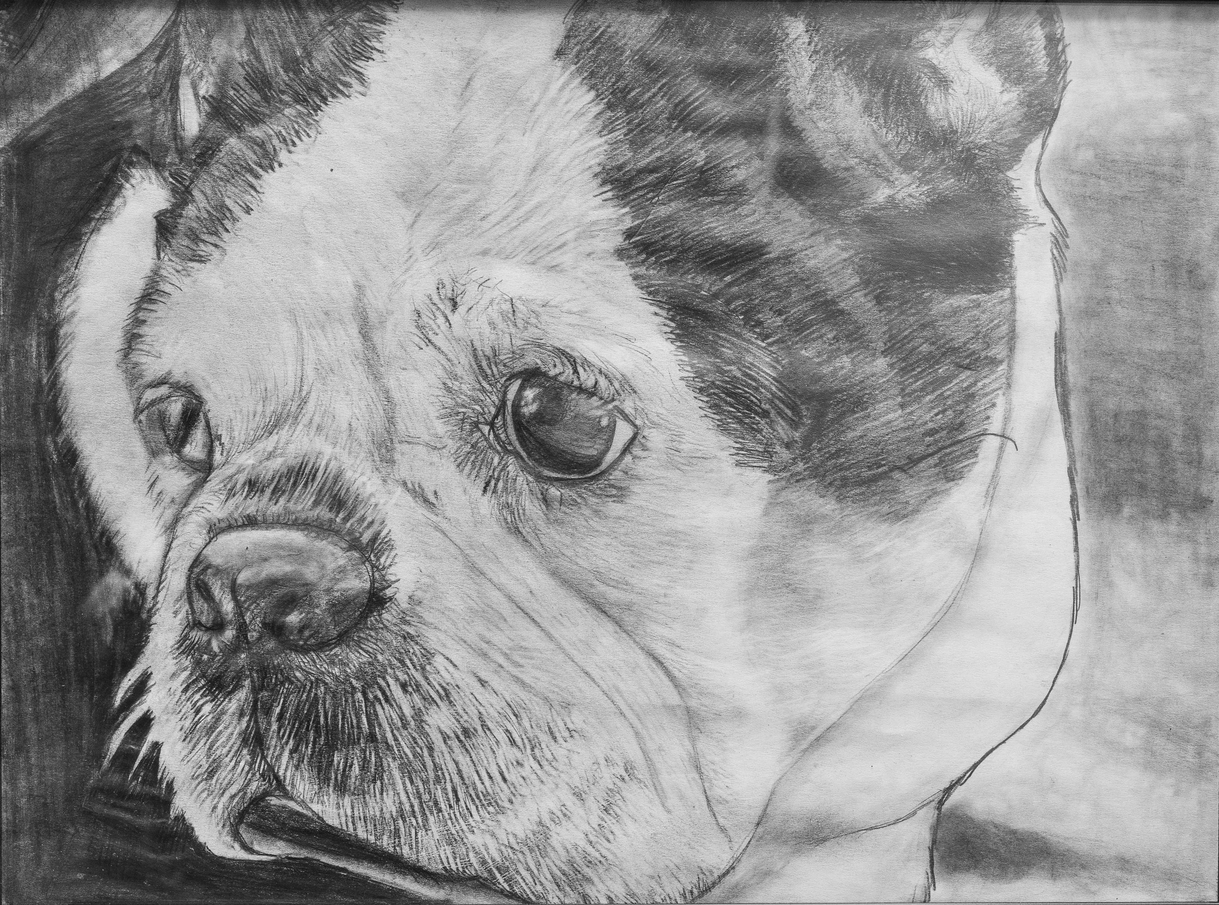 Cleo - Dog (Pencil)