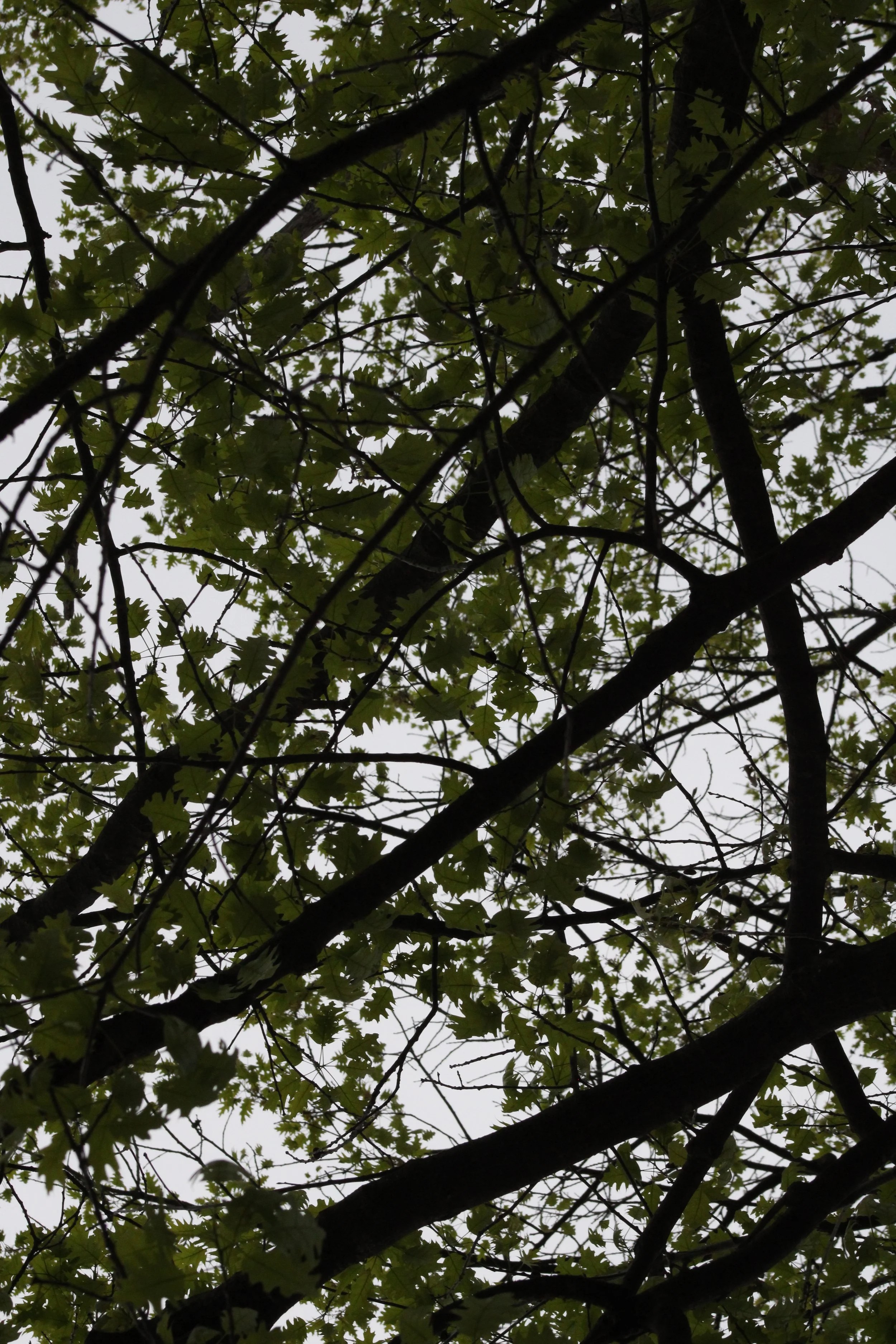 Lyons Falls Waterfall - Lyons Falls, NY
