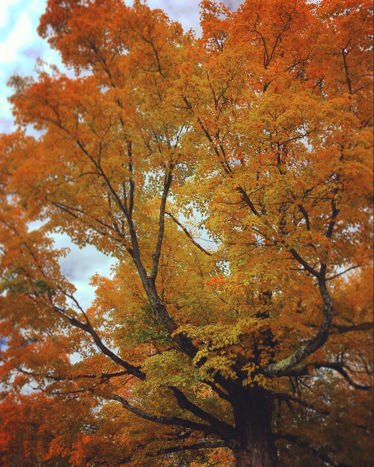SUNY Poly Cayan Library - Utica, NY