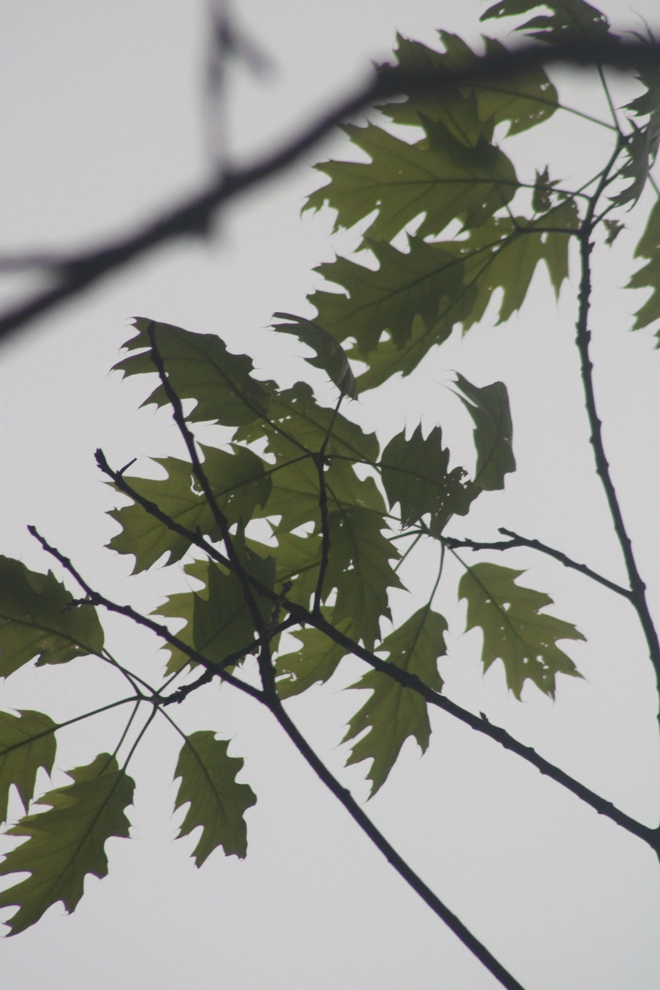Lyons Falls Waterfall - Lyons Falls, NY