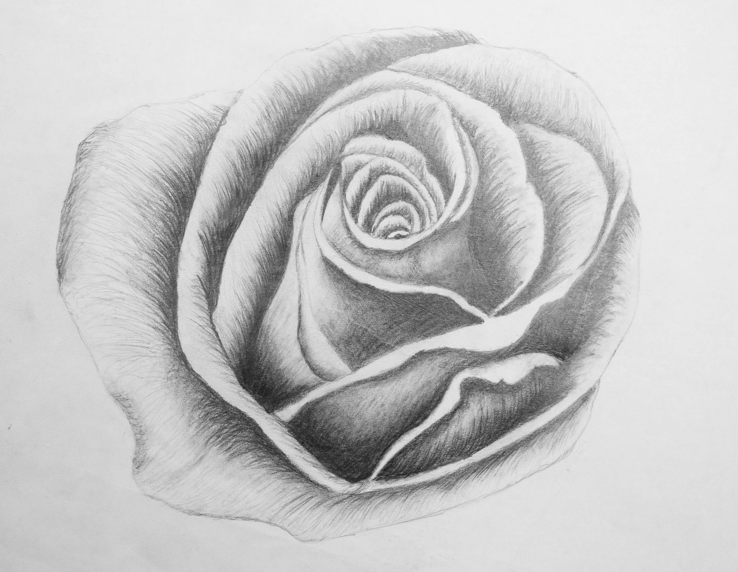 Rose (Pencil)