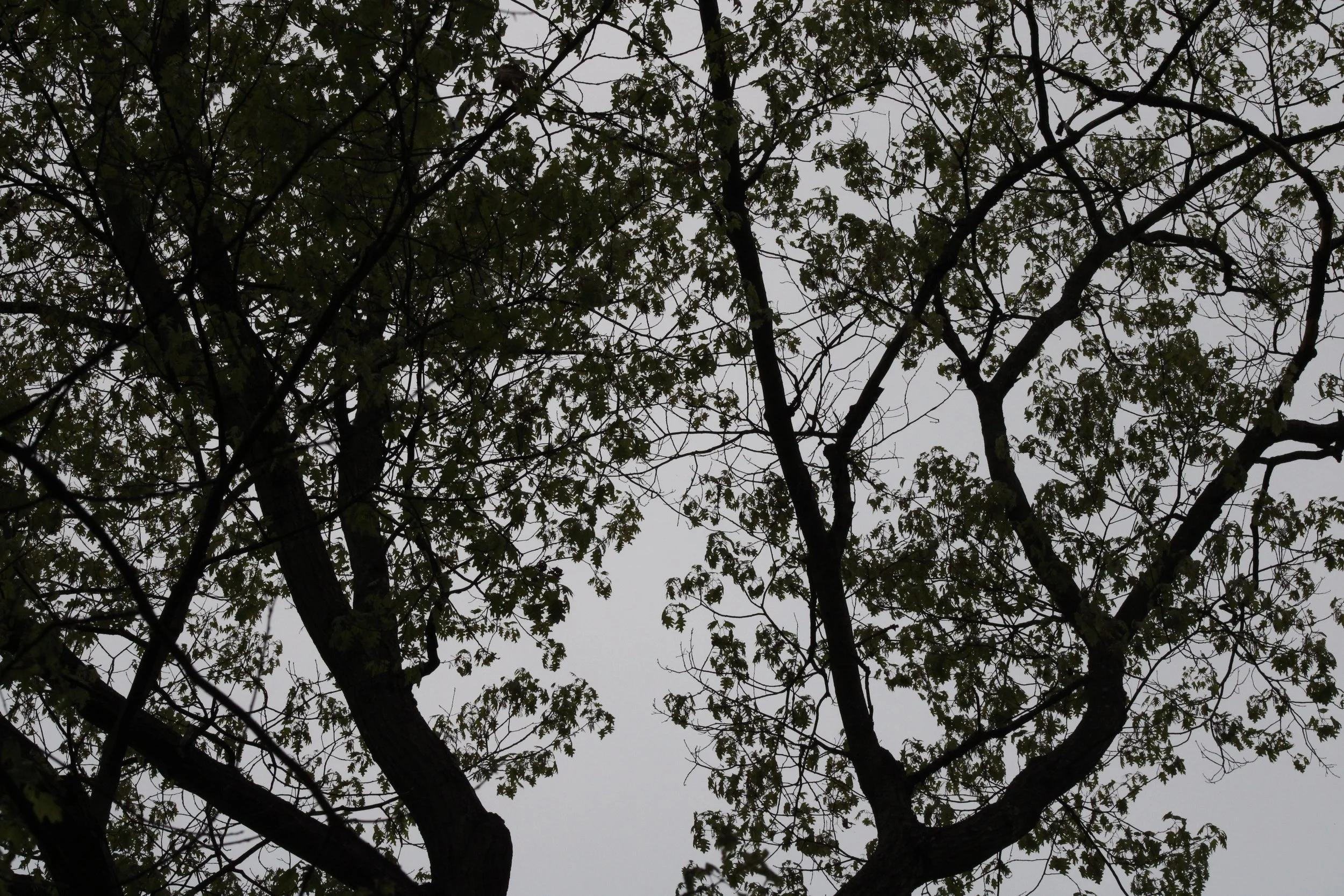 Lyons Falls Waterfall - Lyons Falls, NY