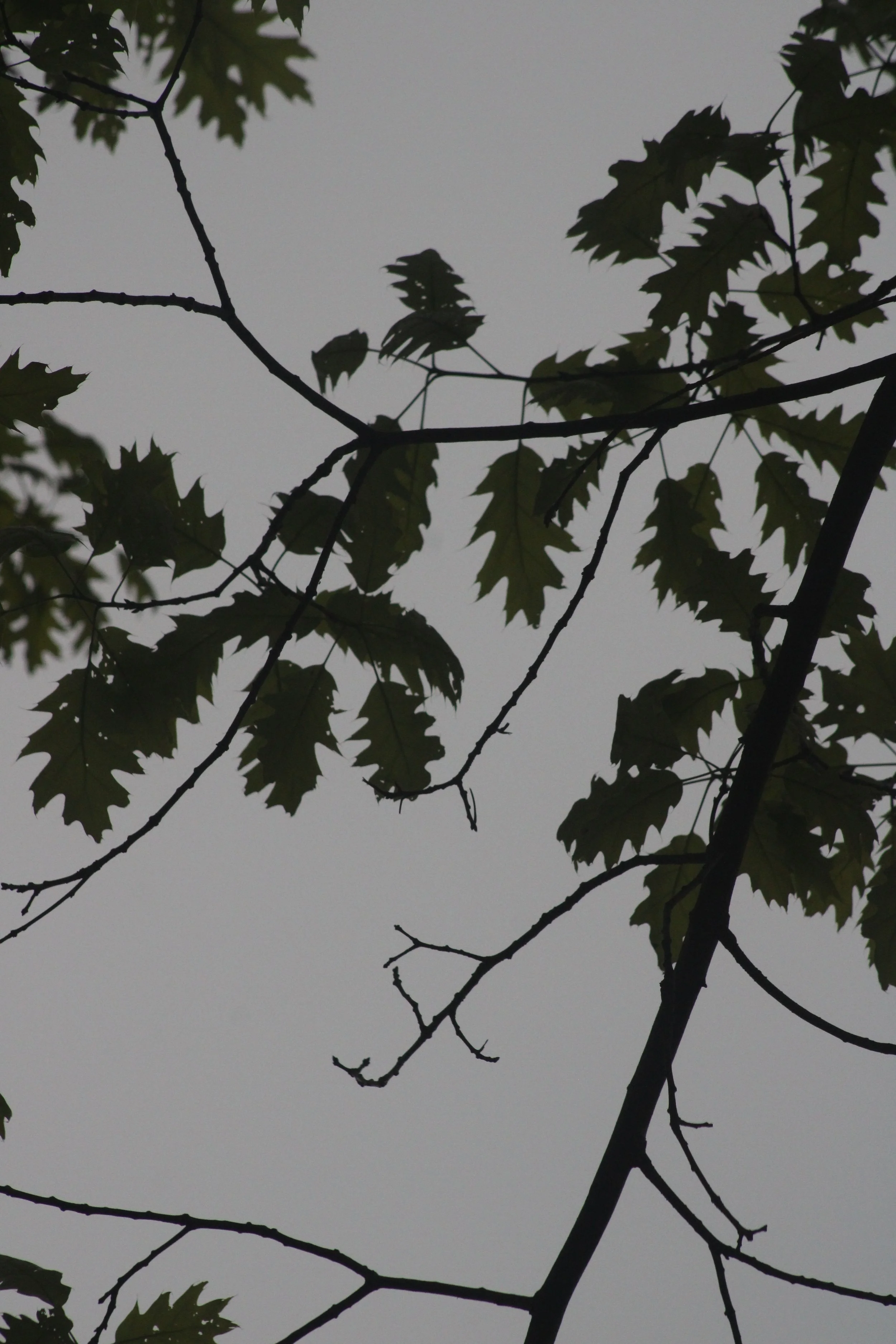 Lyons Falls Waterfall - Lyons Falls, NY