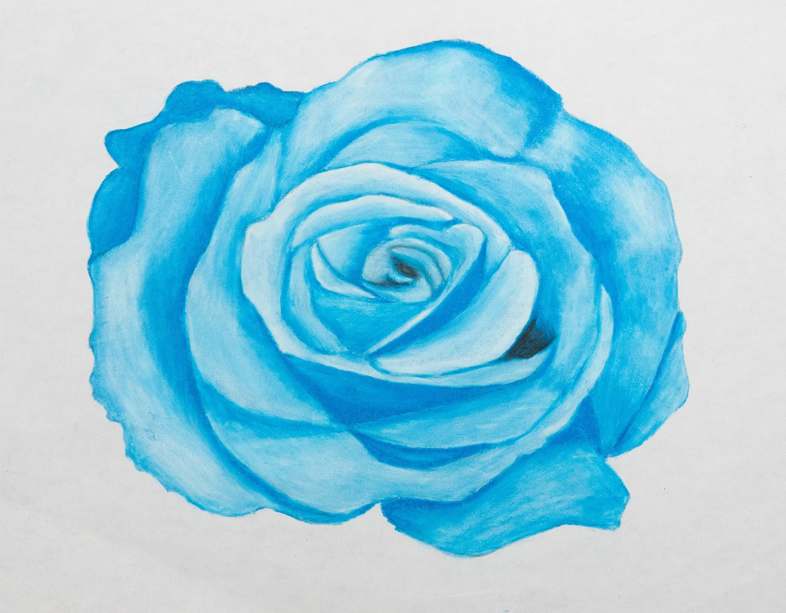 Blue Rose (Colored Pencil)