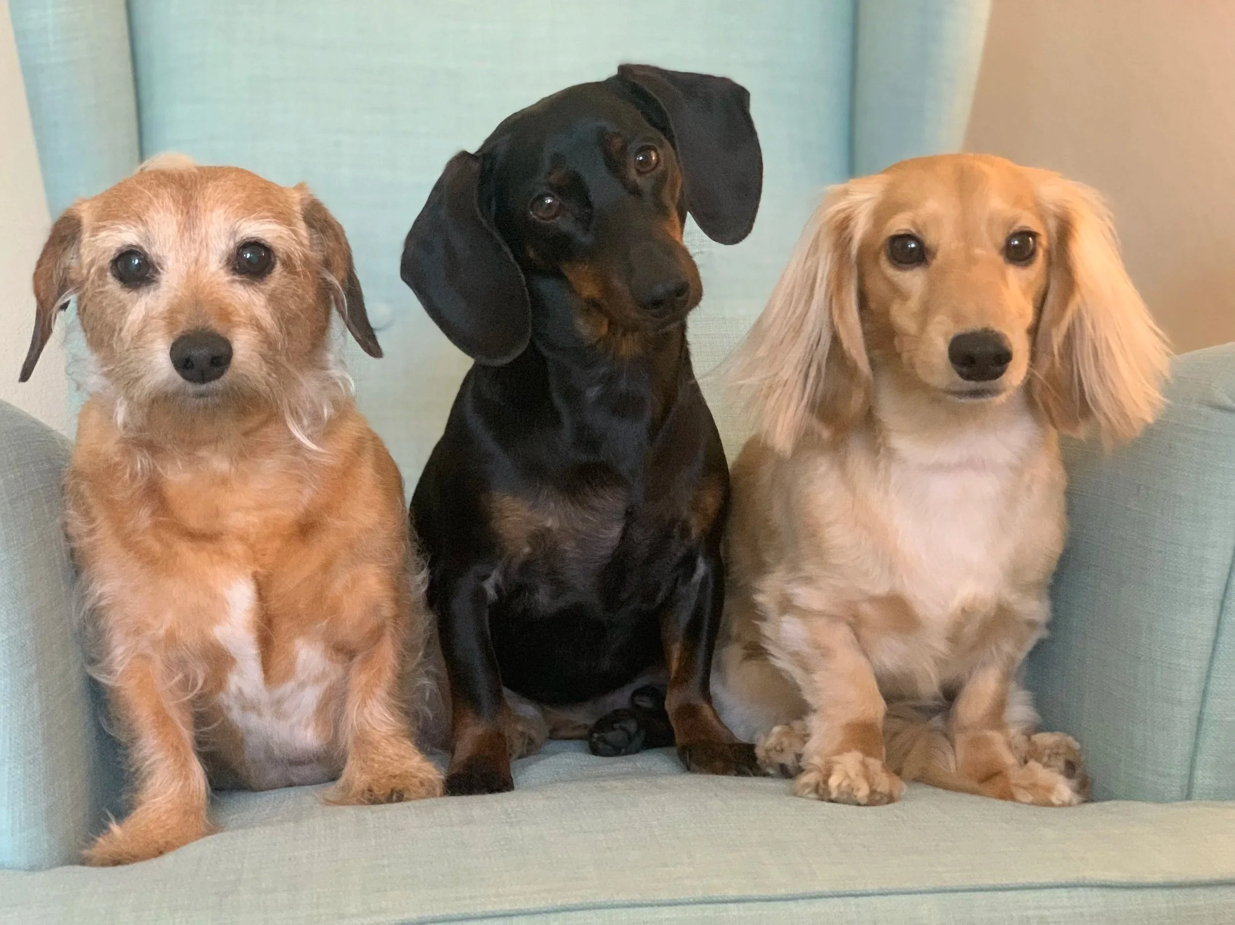 Three dogs sitting on a light green couch, facing forward and looking at the camera.
