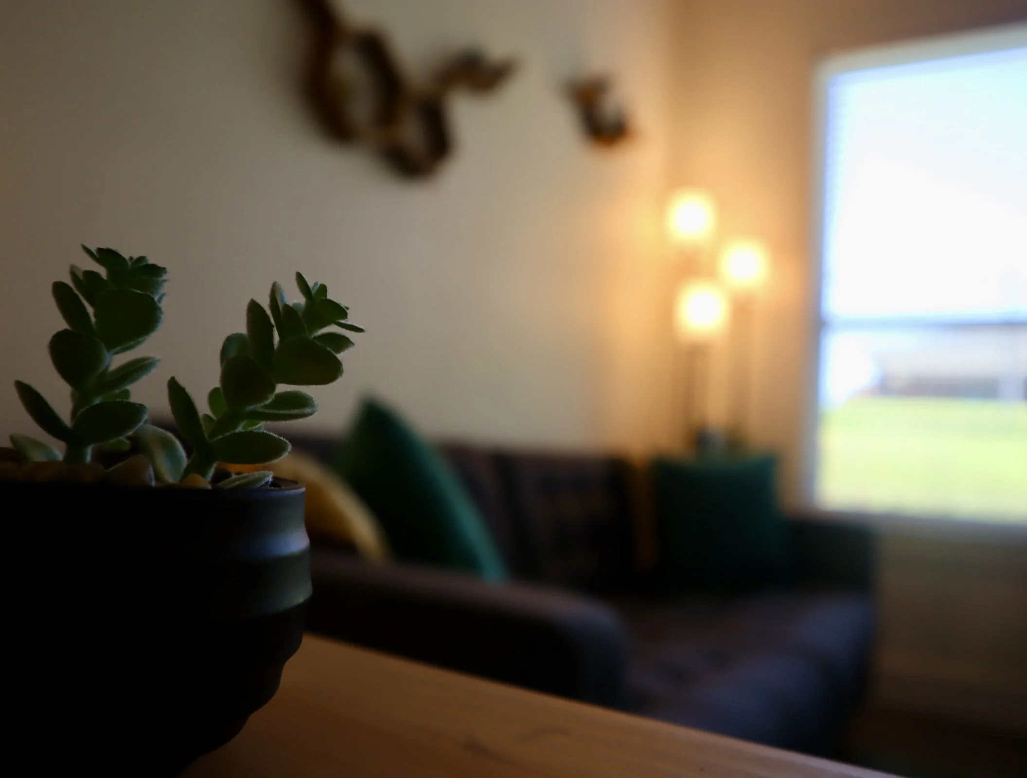Close-up of a small potted succulent plant on a wooden surface, with a blurred living room background including a dark sofa with green and yellow pillows, a wall with wooden decorations, and a window allowing natural light.