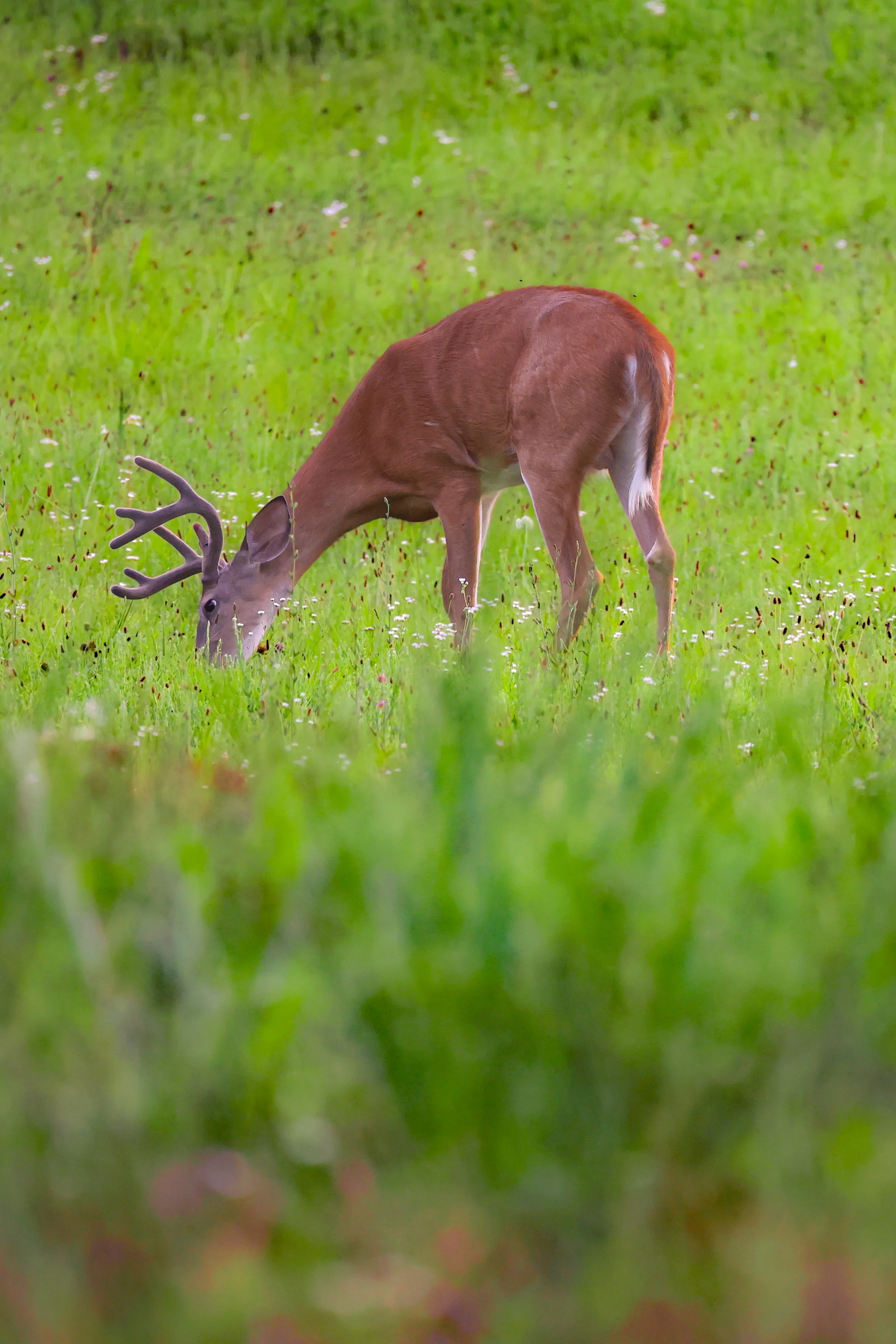 A deer with antlers grazing in a green field.