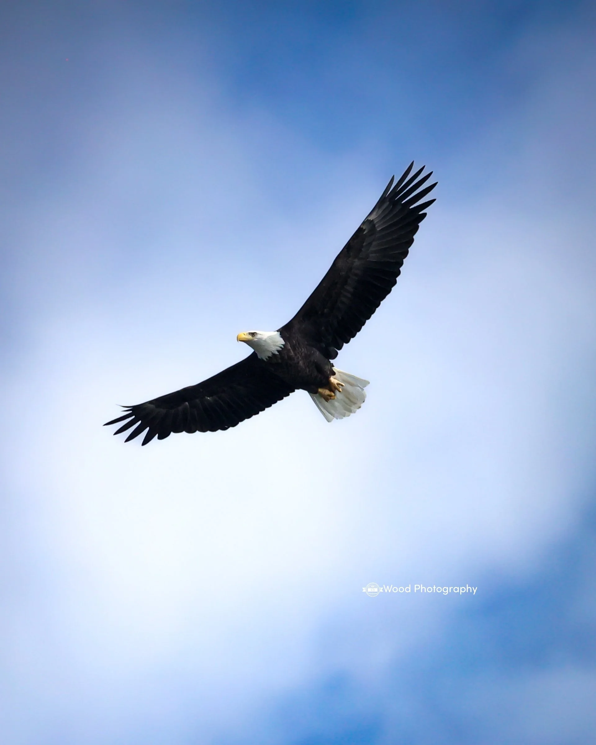 A bald eagle soaring in the sky with a backdrop of light blue clouds.