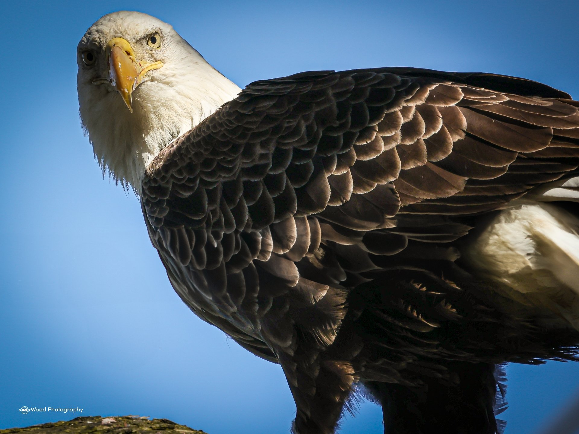 Close-up of a bald eagle with a white head and brown body, standing outdoors against a clear blue sky.