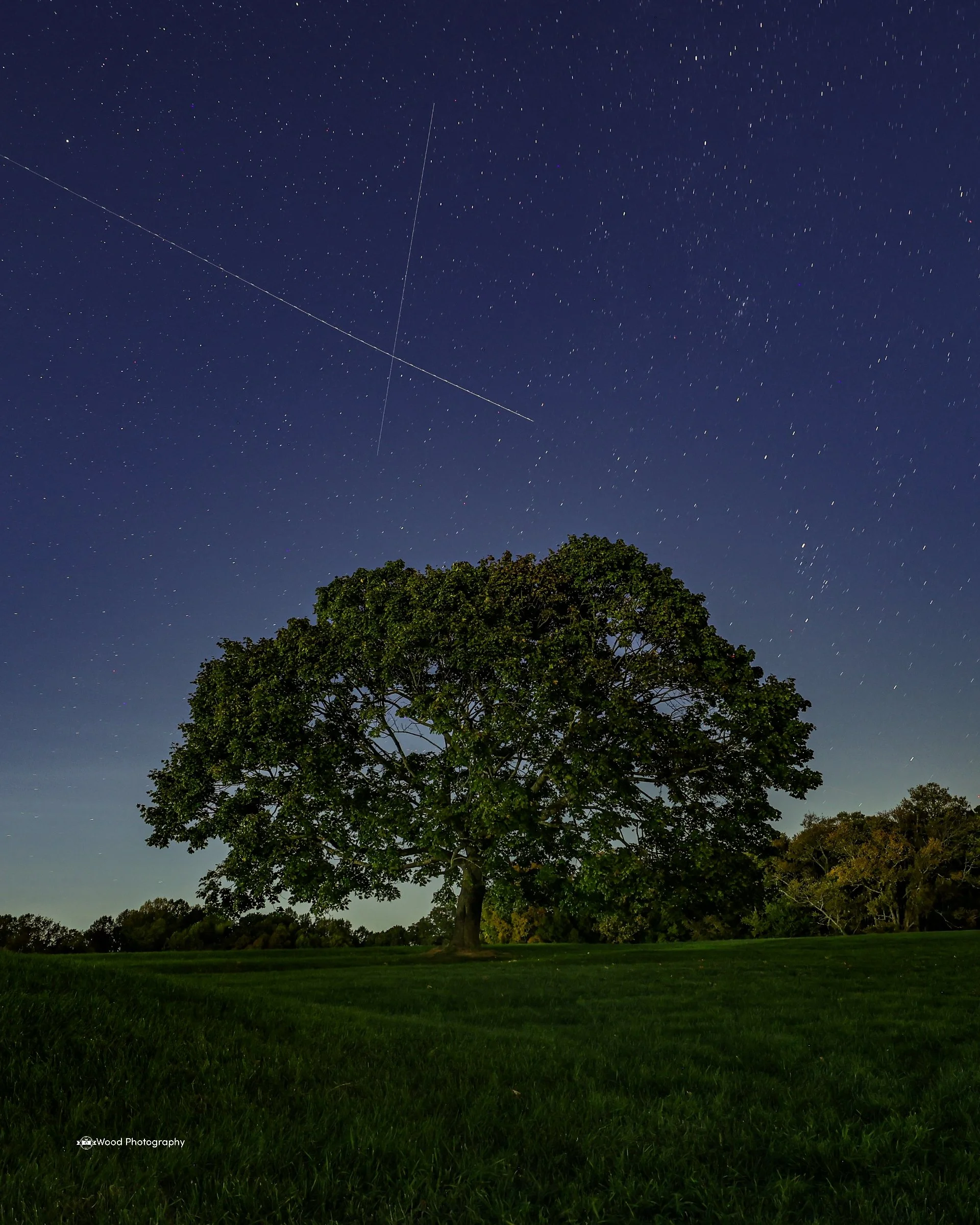 Night sky filled with stars and a shooting star, with a large tree in the foreground and grass at the bottom.