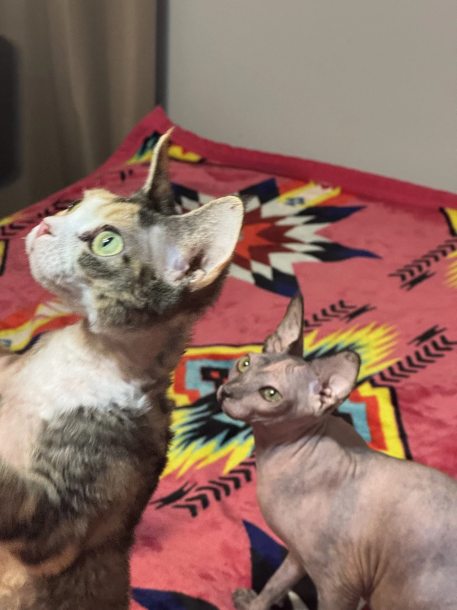 Sphynx Kitten and Devon Rex