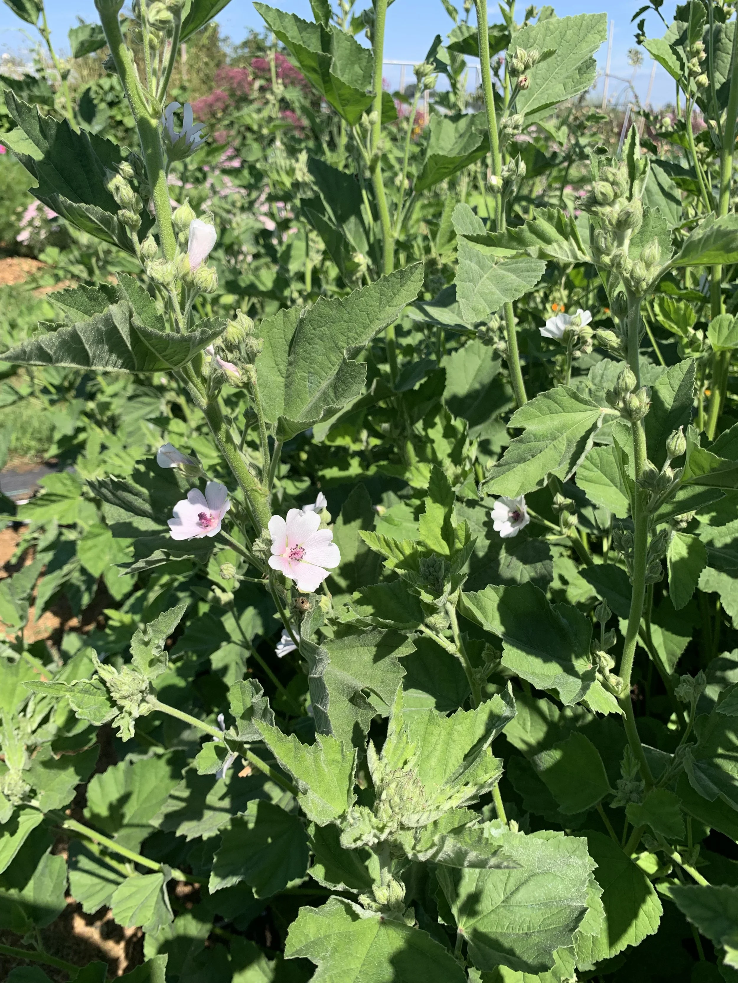 Marshmallow Leaf (Althaea officinalis)